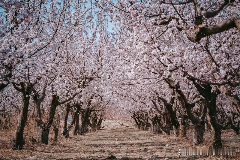 【惊！淄博苹果摊藏“隐形军魂”】退伍老兵张大哥的苹果摊爆火！他每日凌晨5点挑筐出