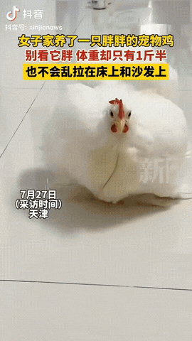 天津，一女子家养了一只胖胖的宠物鸡，但是它很爱干净，从不给女子添加麻烦，别看它胖