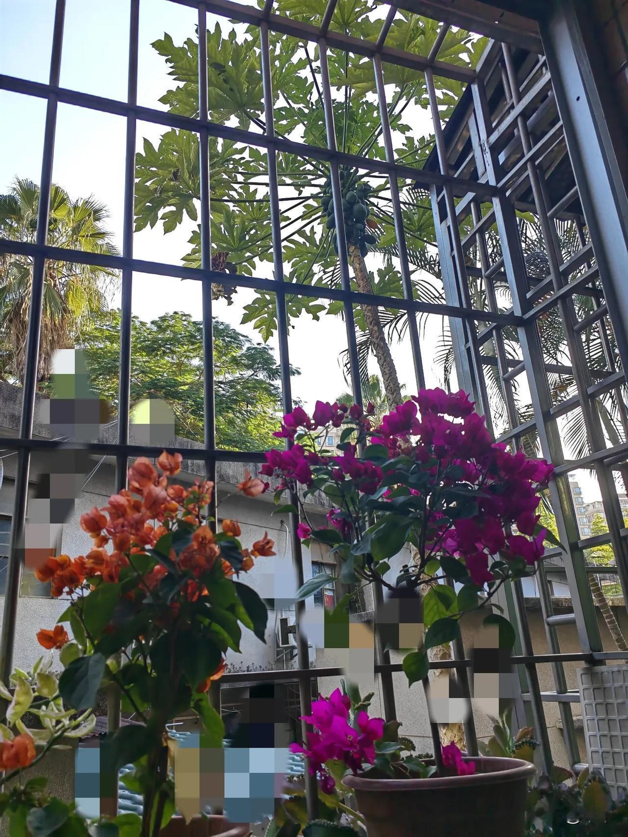 为美化居住环境，今天买菜顺便买了两颗三角梅。
   明天约好房屋中介去看房，但愿
