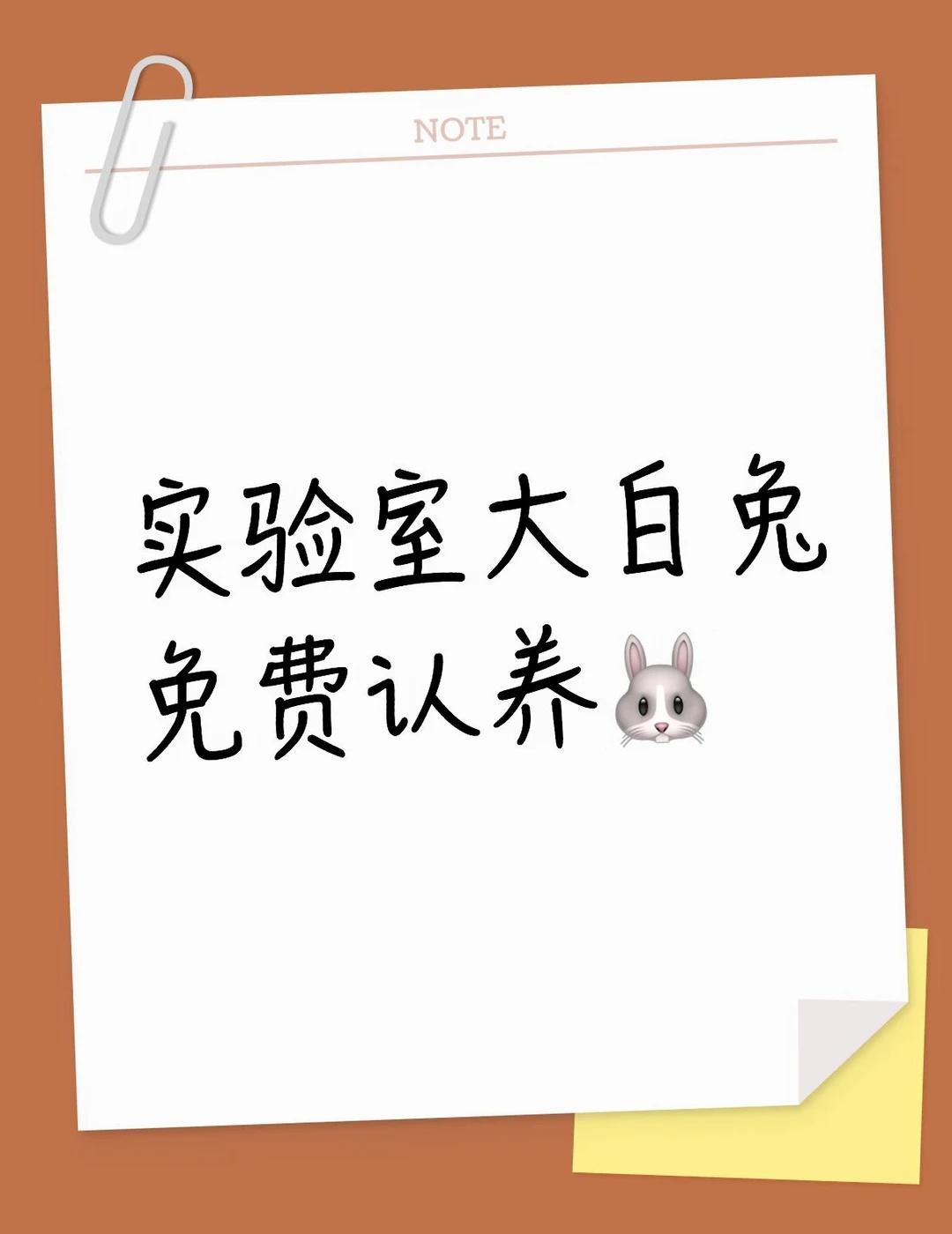 看看我们科研退休温顺小兔！！
ip上海，一共两只兔兔，是普通级检疫合格实验雄兔，