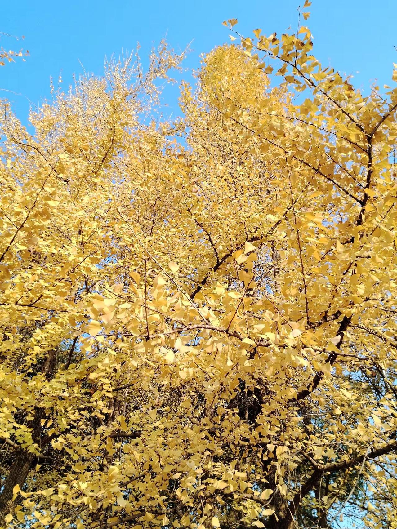 大美南昌！冬日暖阳下的银杏叶美景，让人流连忘返！银杏黄了 银杏叶 南昌 南昌网红