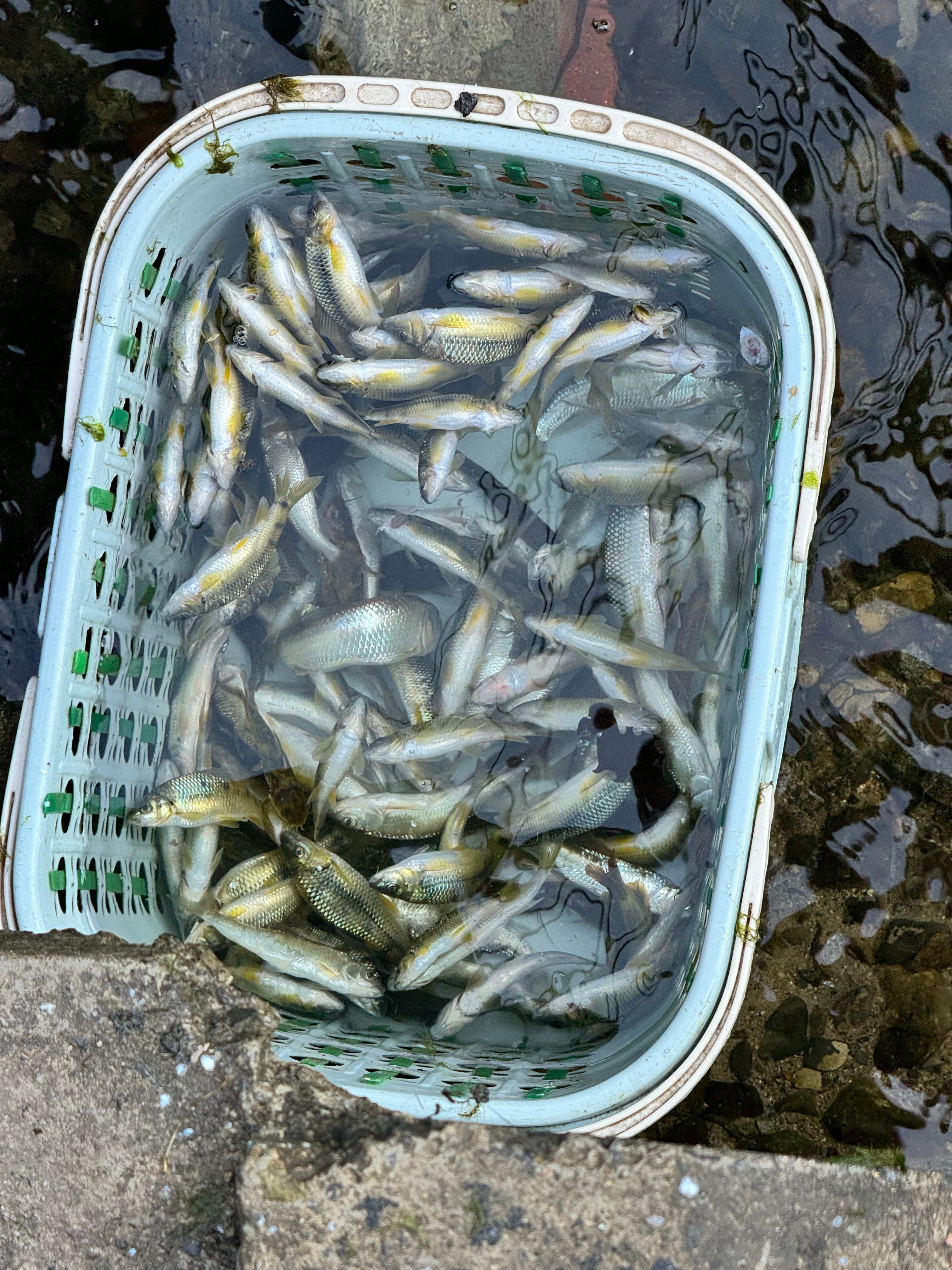 a股 匪哥，继续空苍，喝茶！！！🎣！！！ 