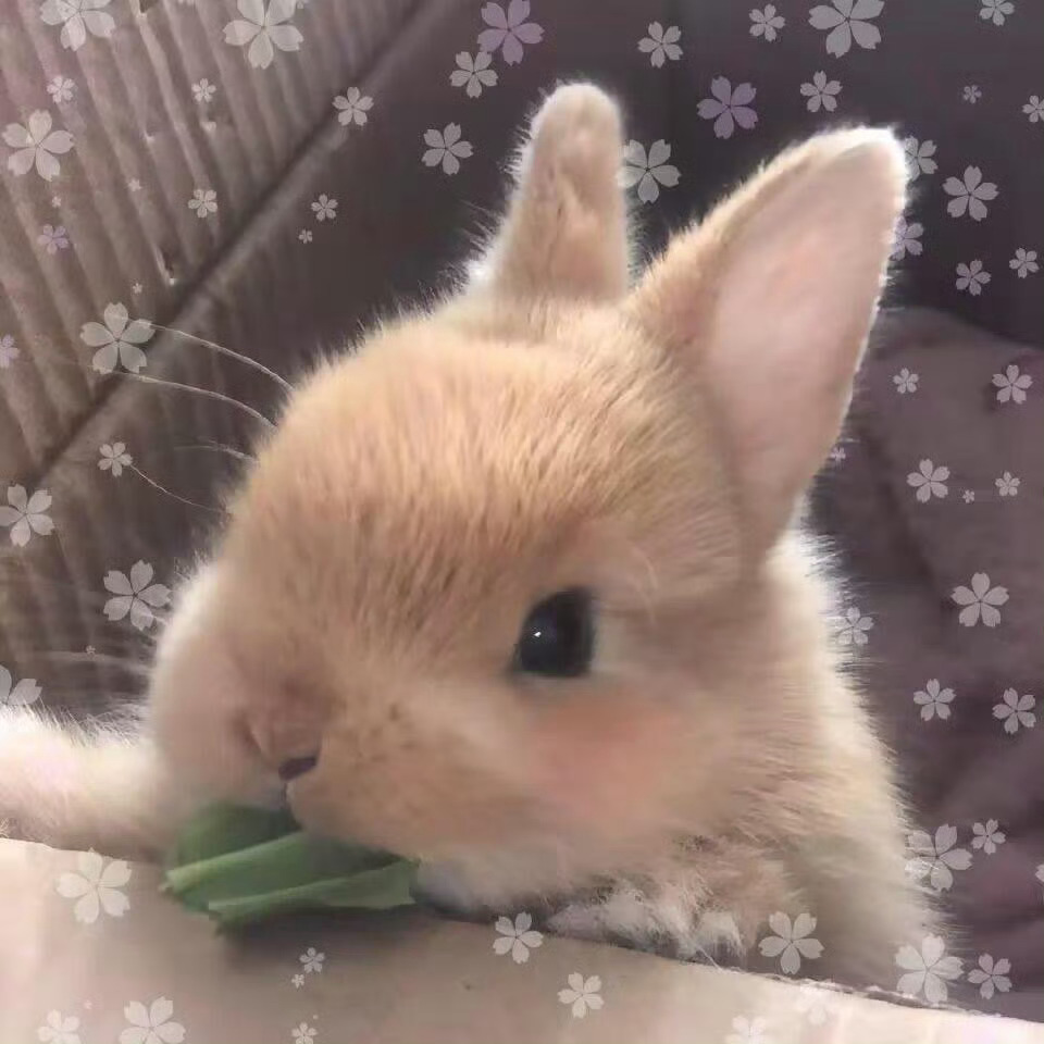 李沁本人完全🐰李沁 兔塑伟大 ​​​