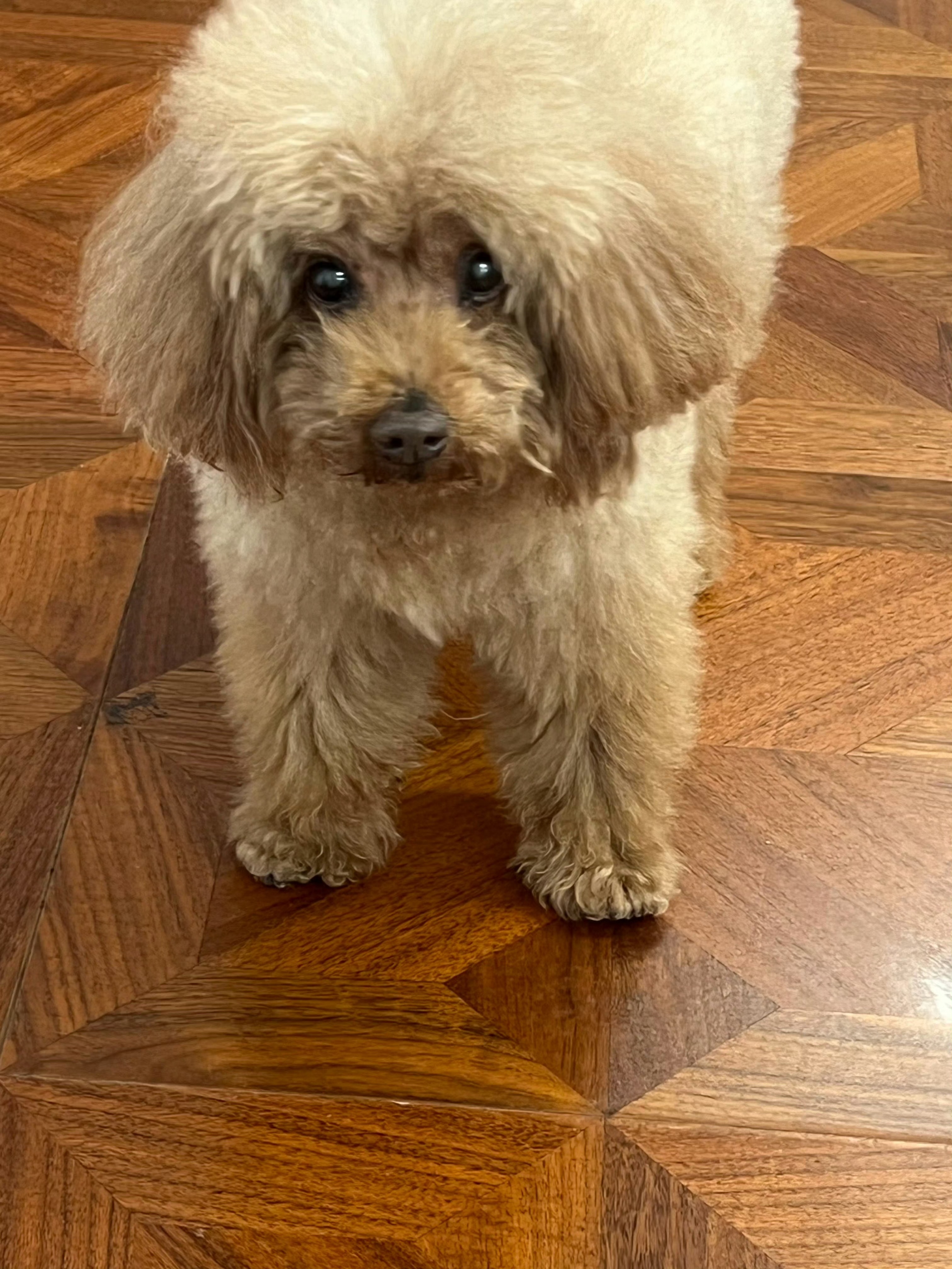 杨紫 piupiu