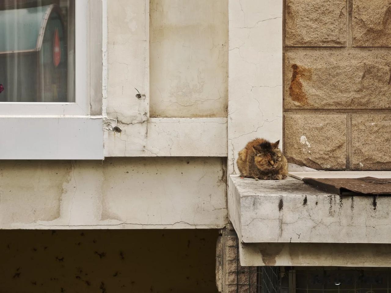 养猫点滴分享小区里，流浪猫猫，随手拍～