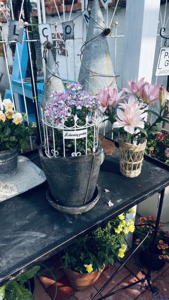 龙面花
