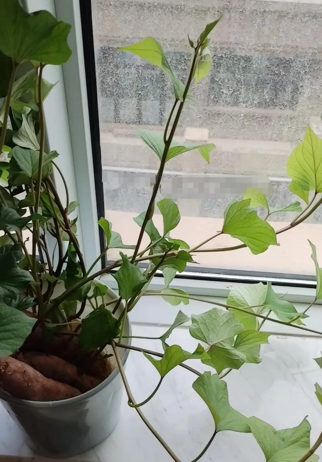 菜架上剩有几根小红薯，忘记吃了，等发现时，已经发芽抽叶。
算了，不吃了，扔又舍不