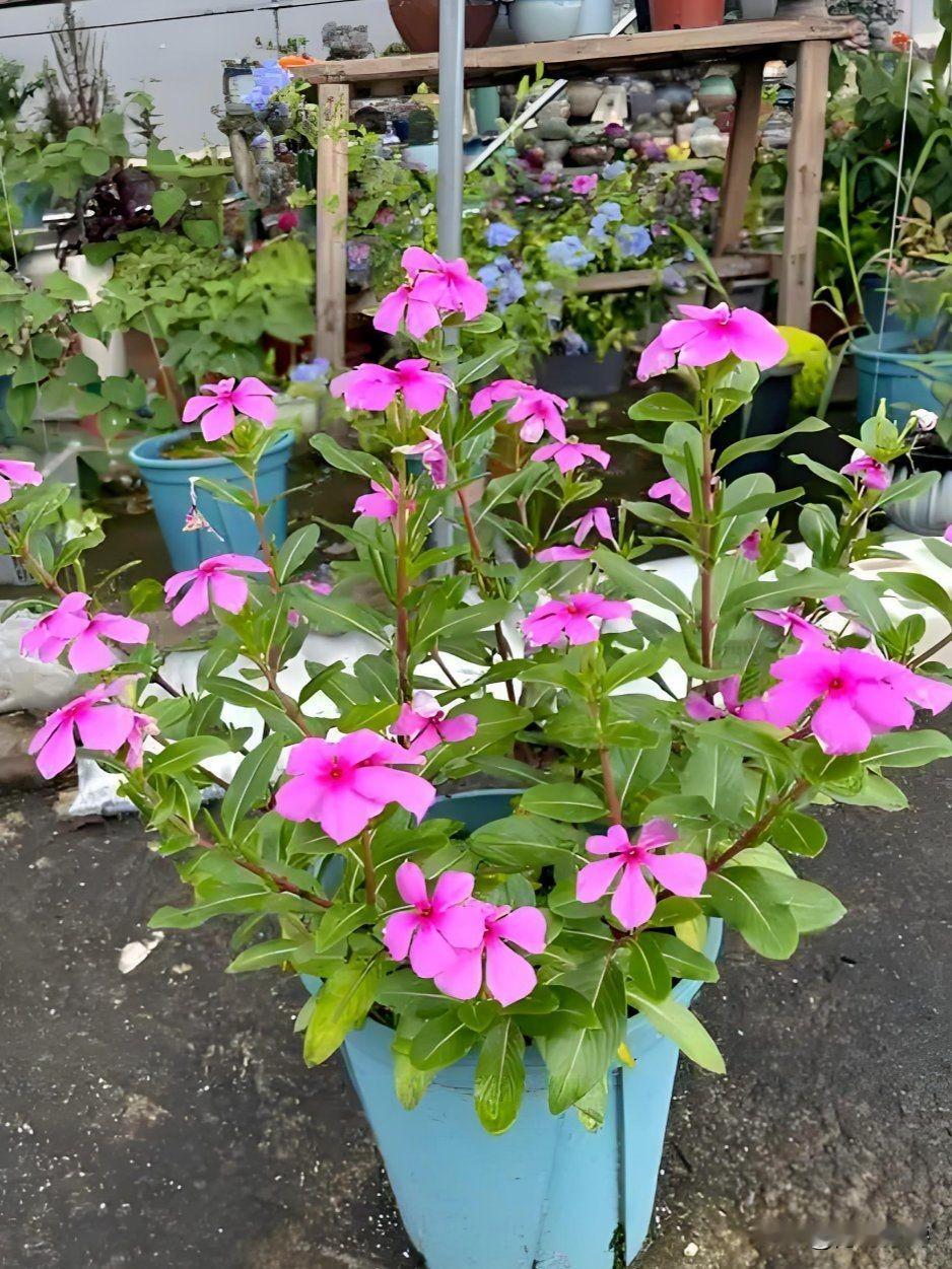 我婆家前院一老头儿，
老年痴呆外加基础病，基本废人一个，生活不能自理，还爱乱跑，