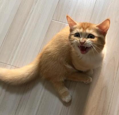 来自一只小橘猫的抱怨.... 