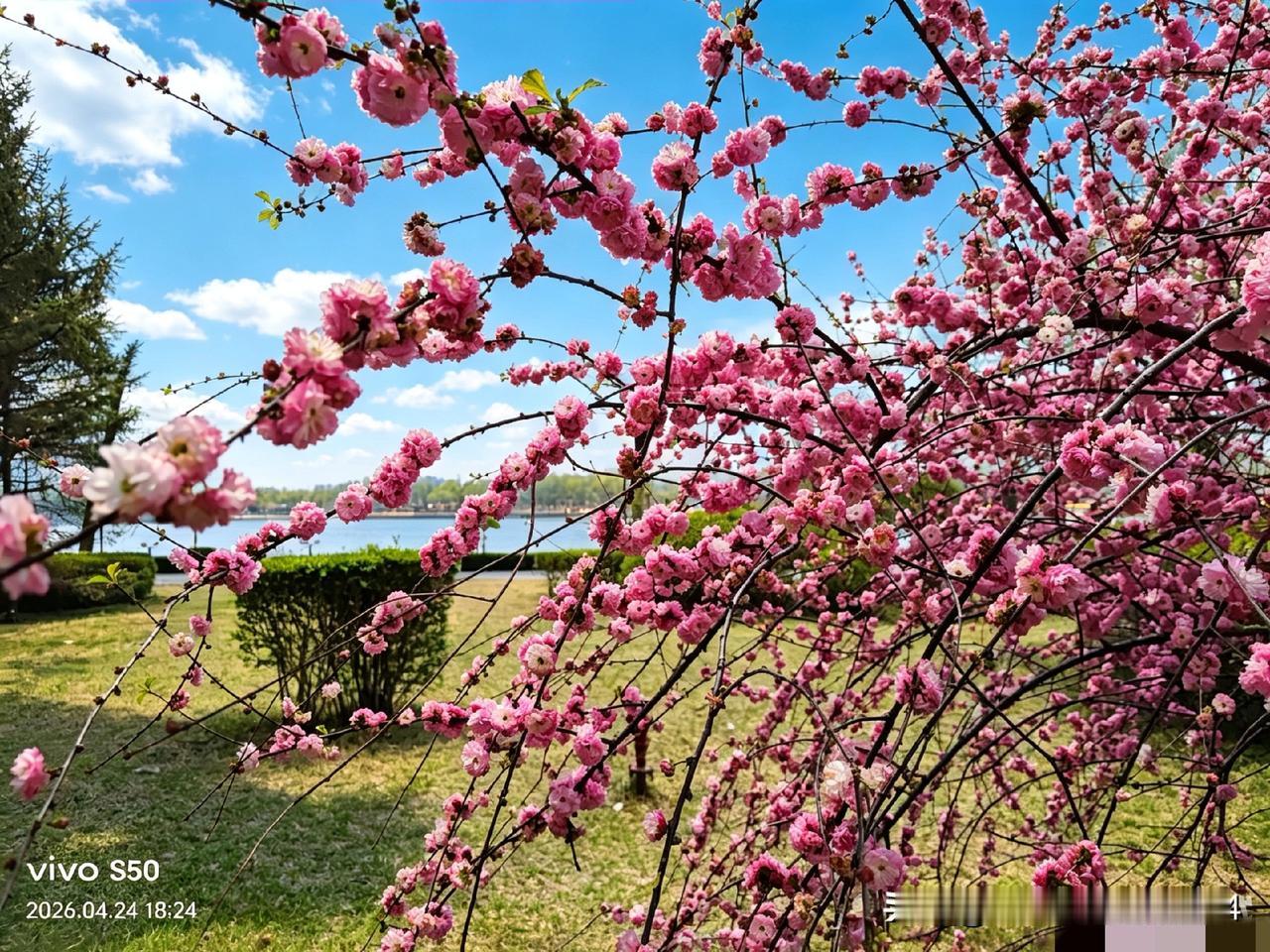 你手机里最美的樱花照蓝天和晚霞映照下的樱花灿烂夺目，美的让人窒息。