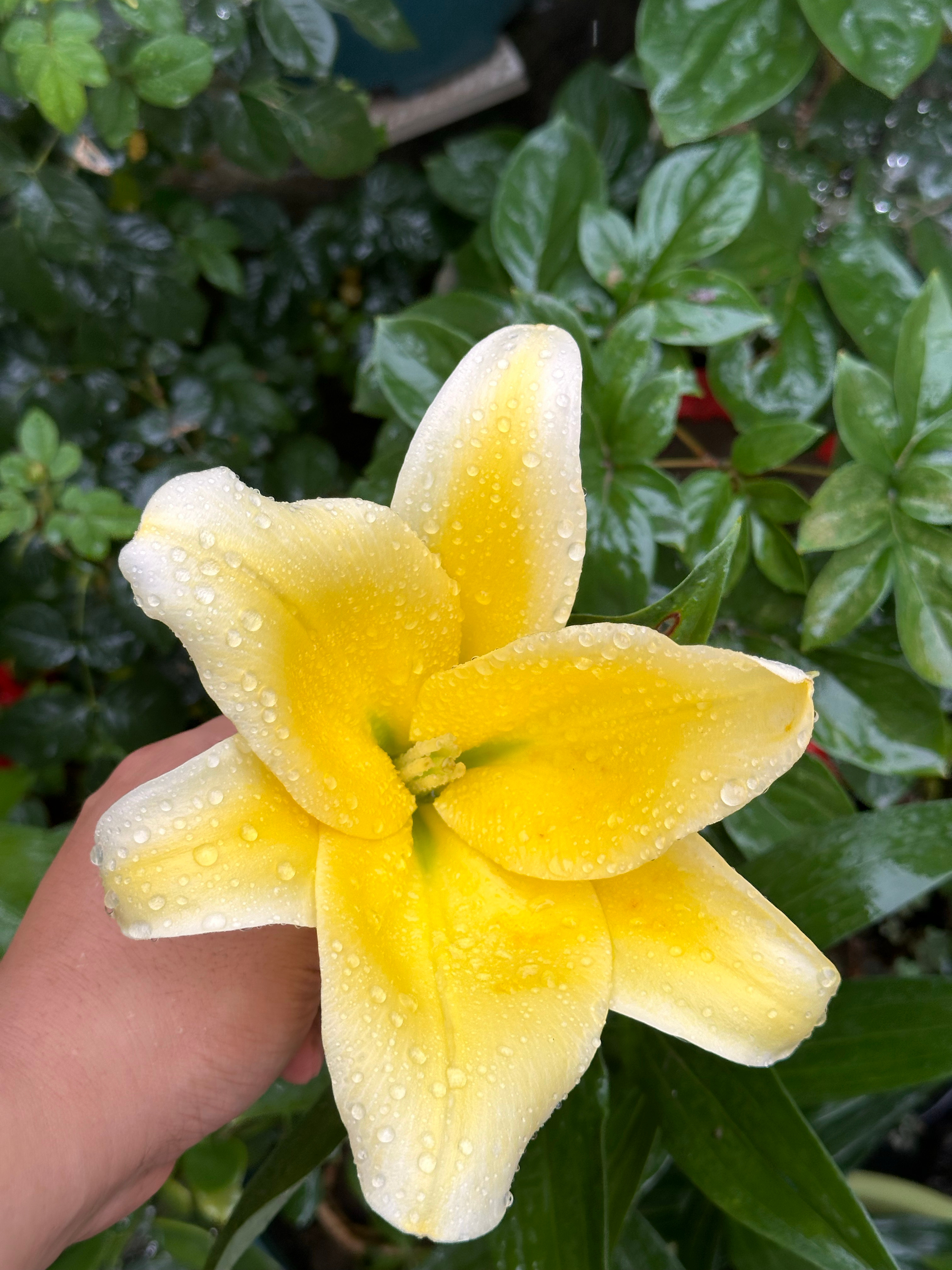 我家门口的百合花都是人见人夸的