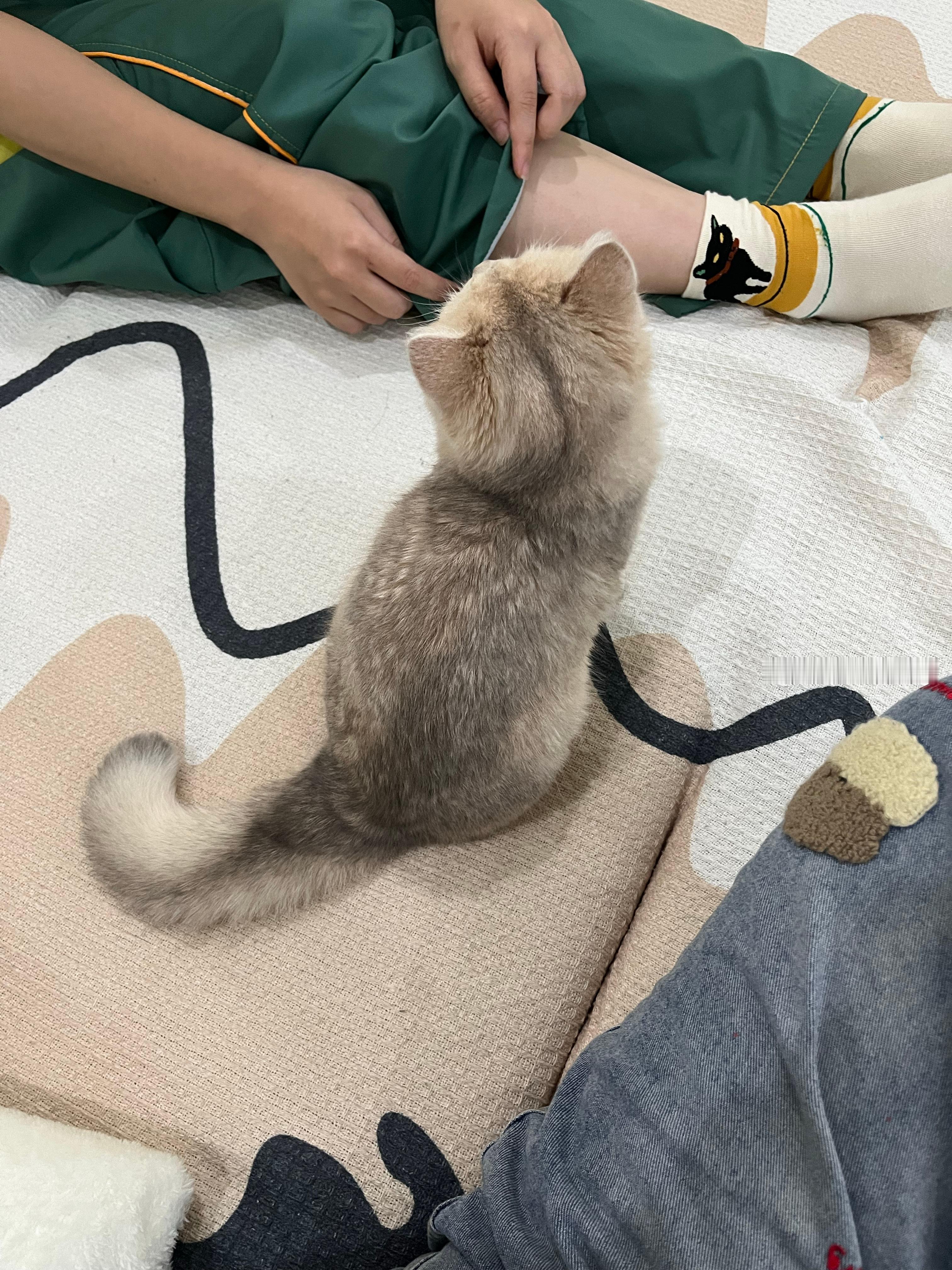 猫的建模好牛逼好羡慕。 