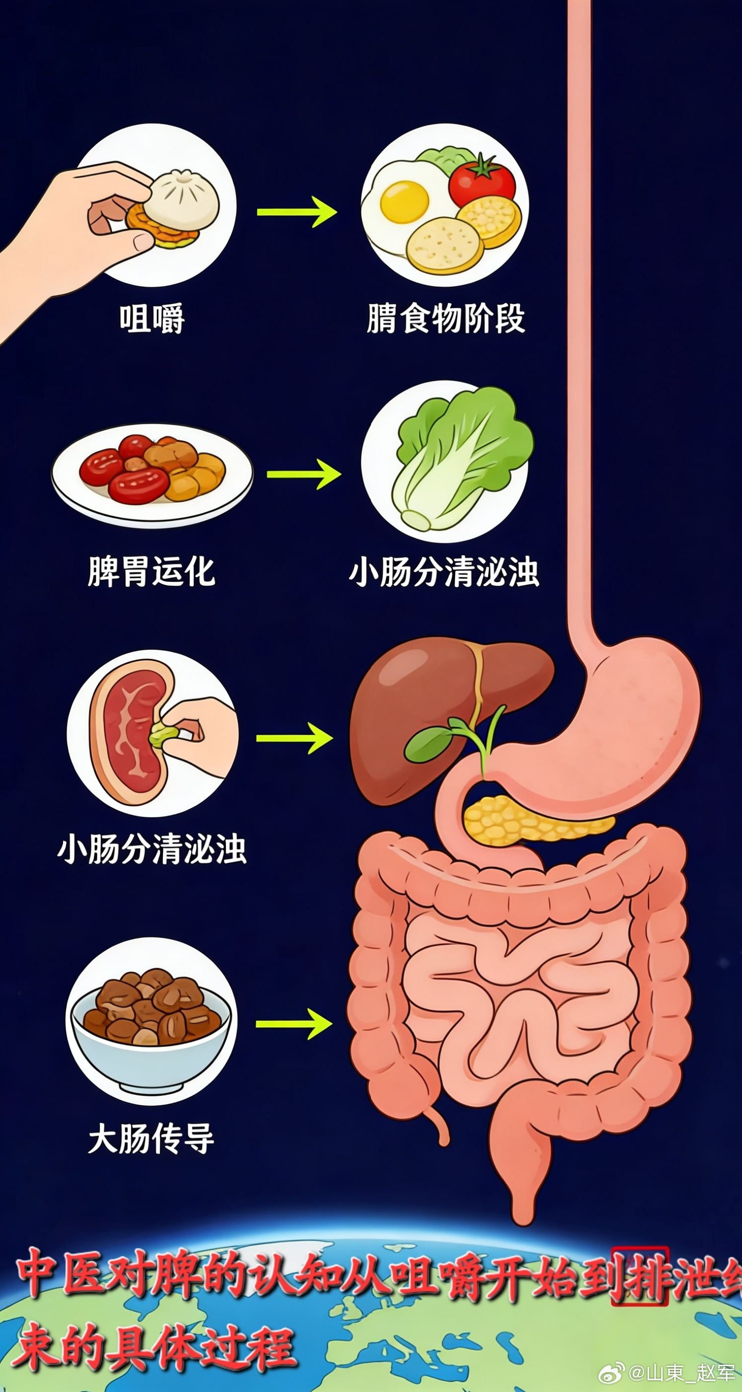中医里脾的工作，就是一场从“入口”到“出口”的全程接力。我们可以把它想象成身体里