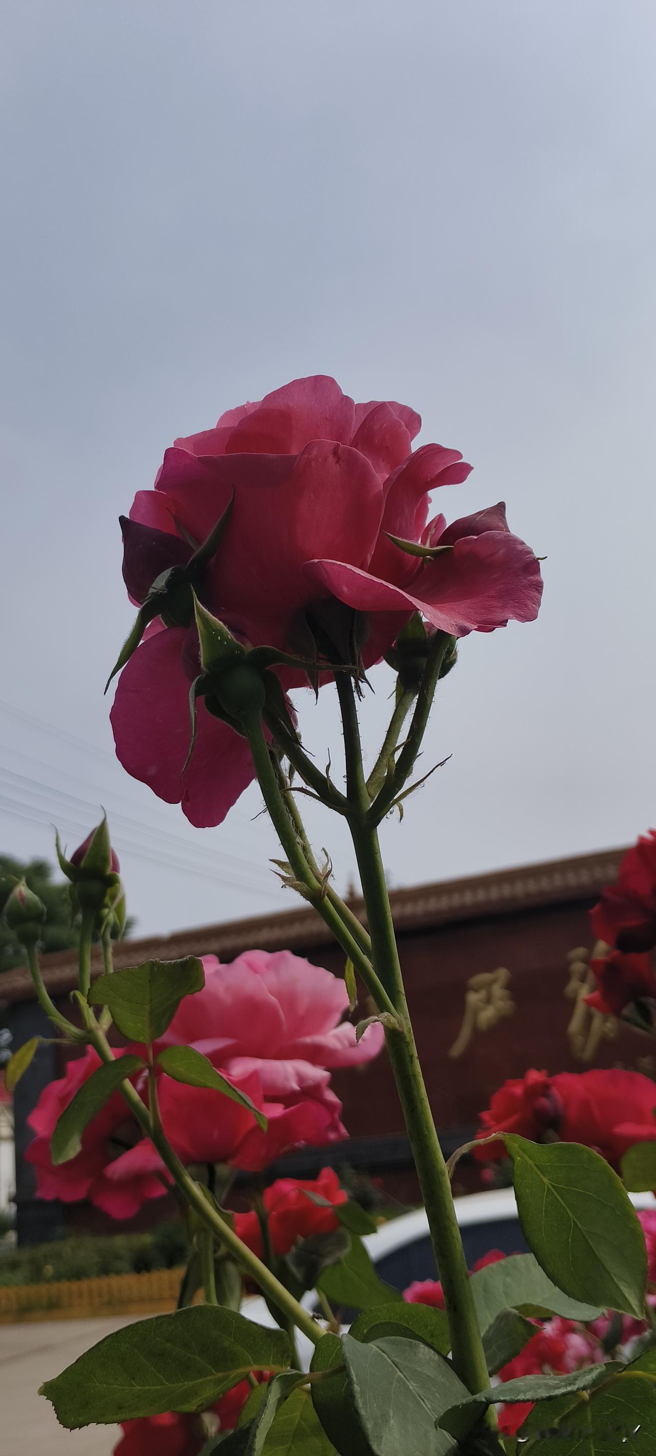 这朵玫瑰花真艳丽，美得让人心动！是不是很漂亮。