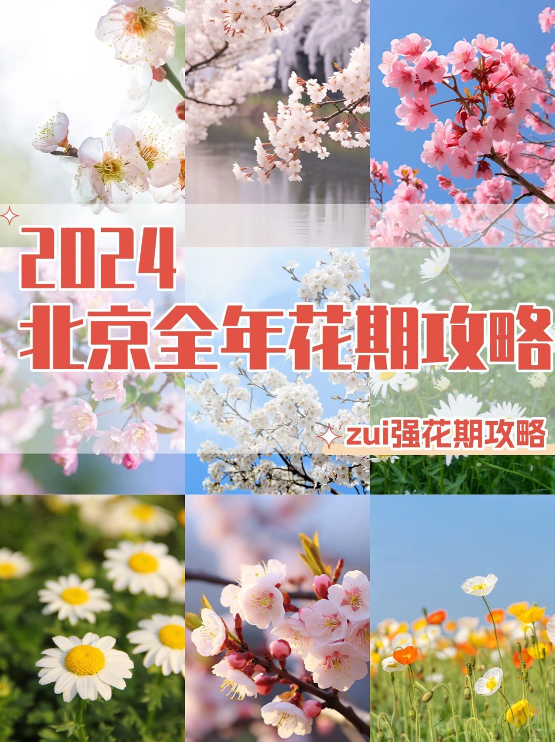 北京2024赏花图鉴🌸超全花期攻略