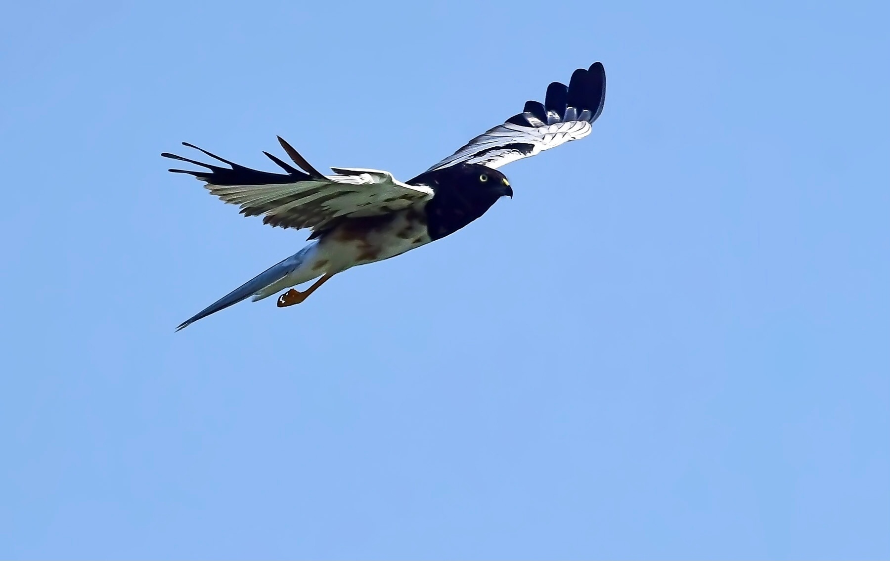 翻到去年拍的鹊鹞照片，现在看还激动！那天在郊外突然看见它在天上盘旋，翅膀张得老大