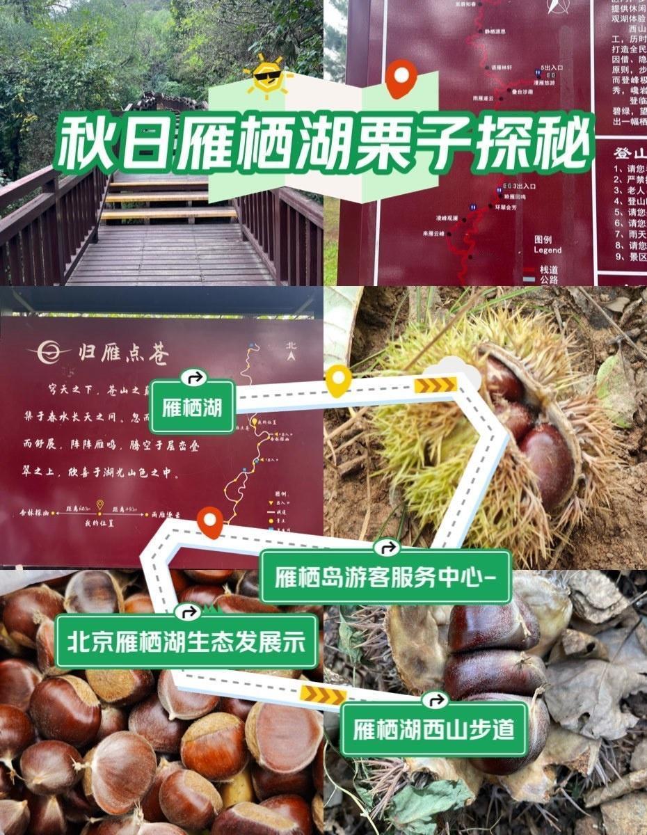 怀柔雁栖湖西山步道是秋日免费捡栗子的宝藏地，既能徒步赏景，又能收获野趣，堪称“京