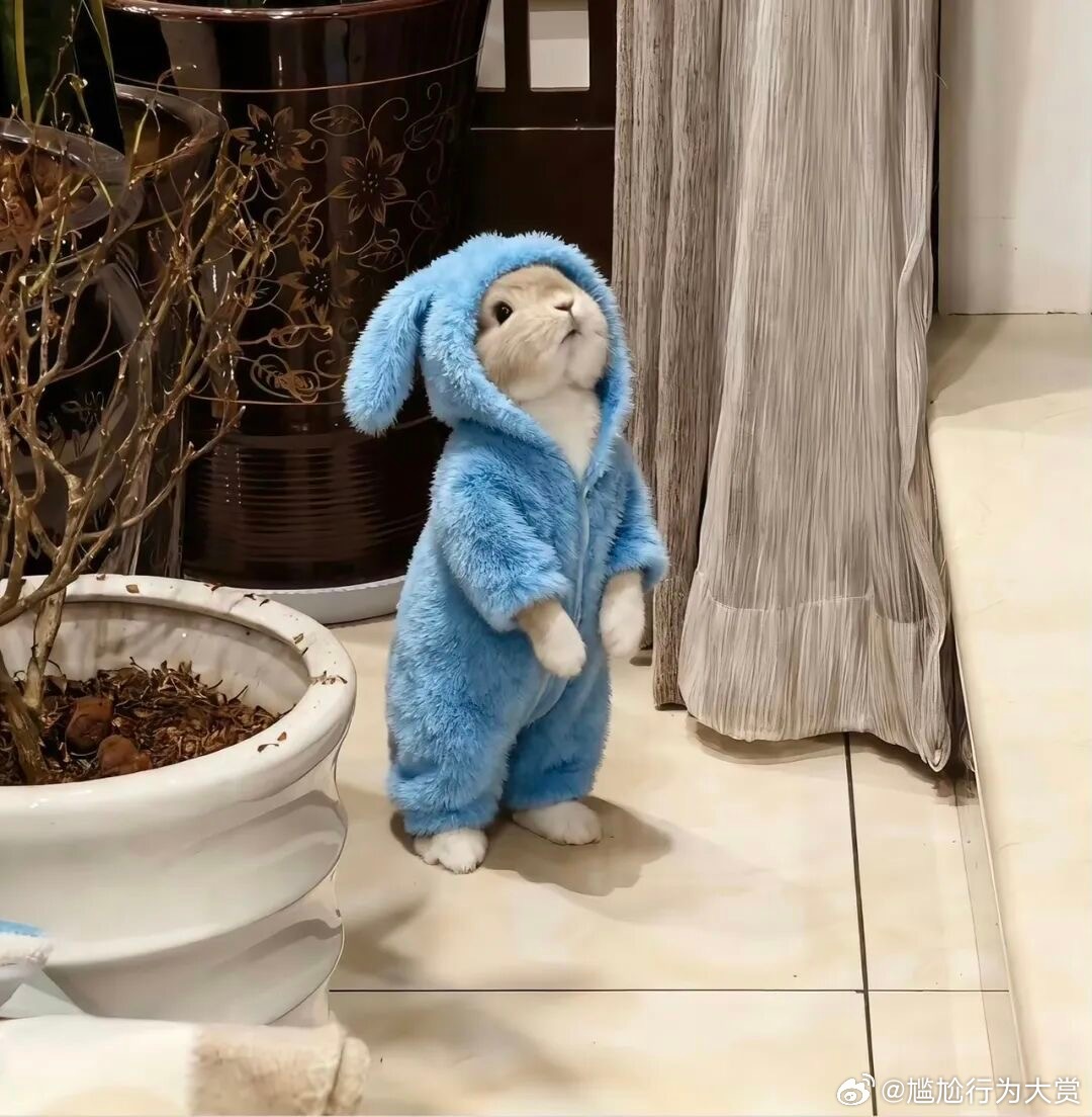 怪可爱的 宠物卖萌中心 ​​​