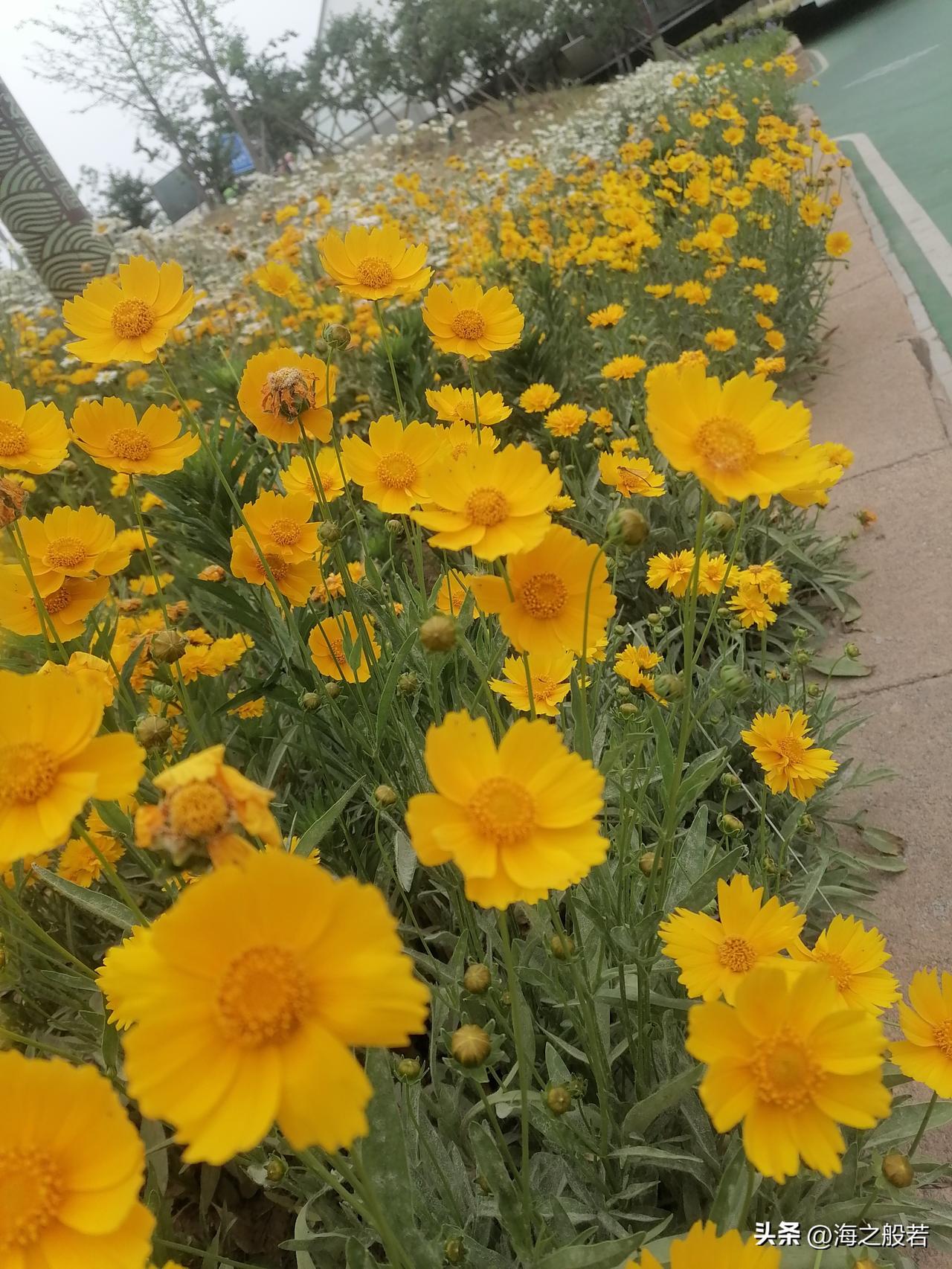 北京6月5日，最高气温28℃。

白天晴转多云，午后山区有分散性雷阵雨，最高气温