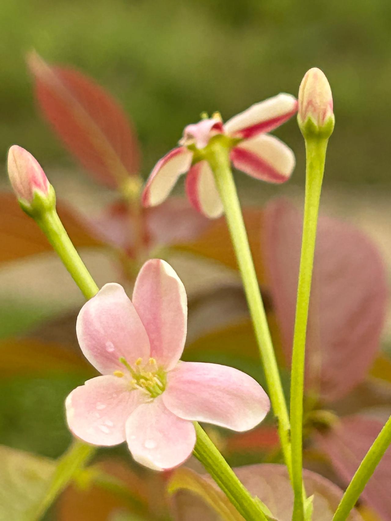 这是什么花呀#秋日生活打卡季#