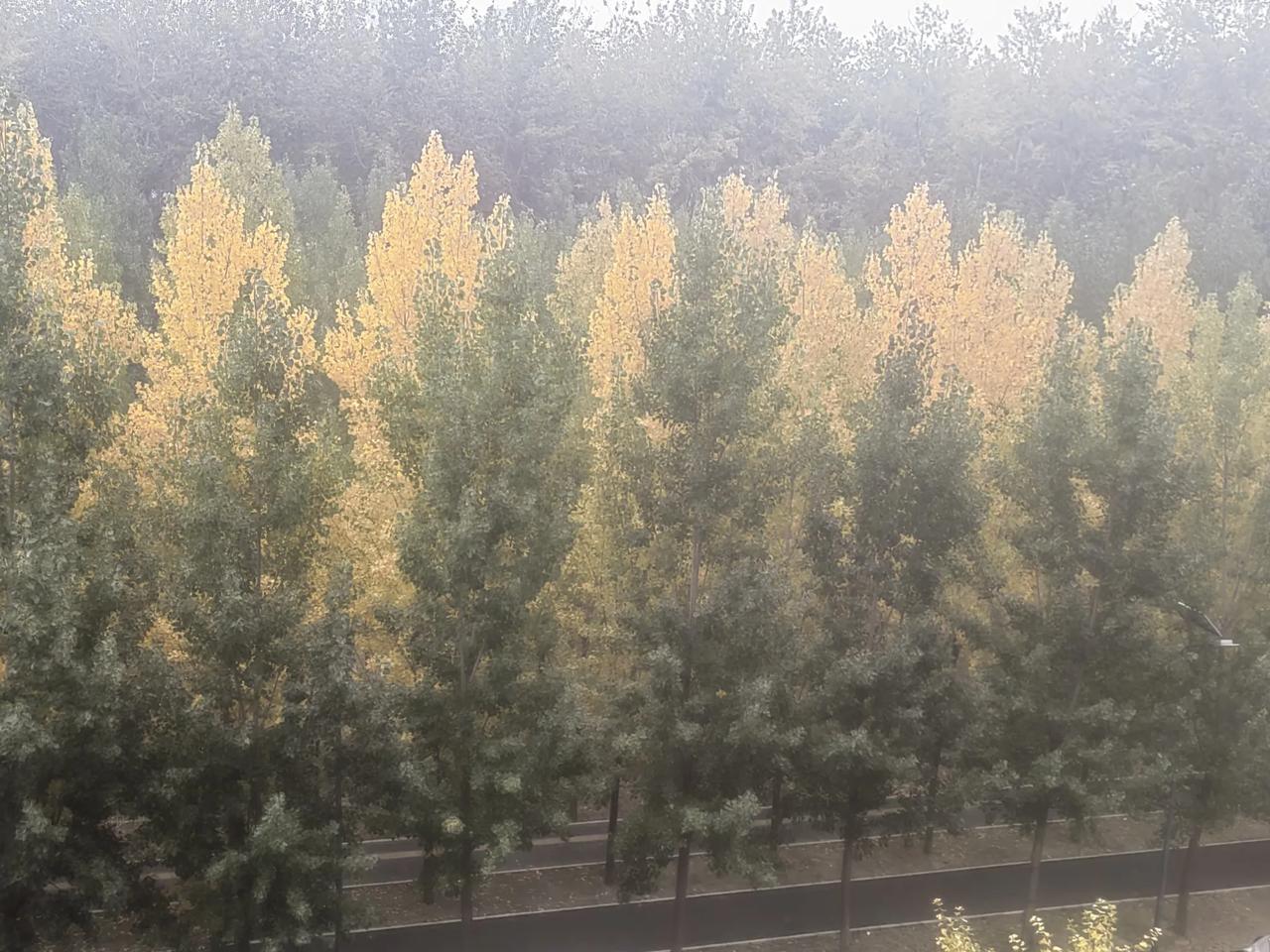 窗外的杨树林
