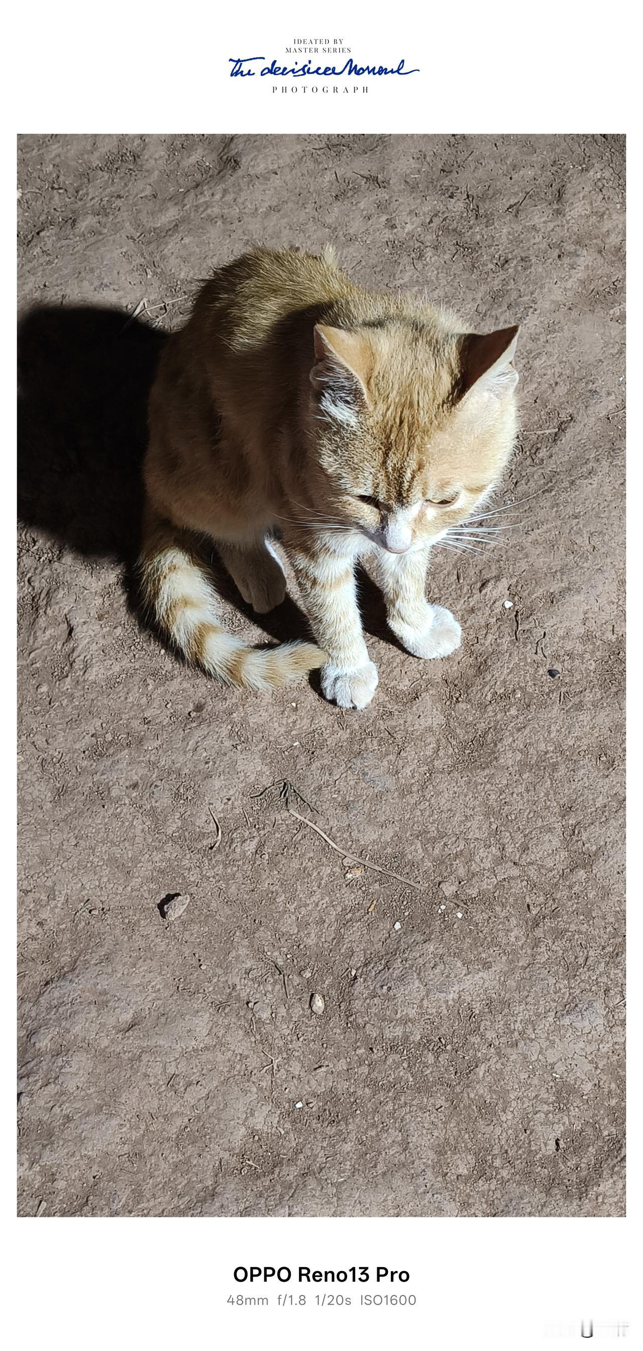 婶婶家的橘猫，是懂撒娇的。[赞][赞][赞]
 

 
回乡下婶婶家，被这只橘猫