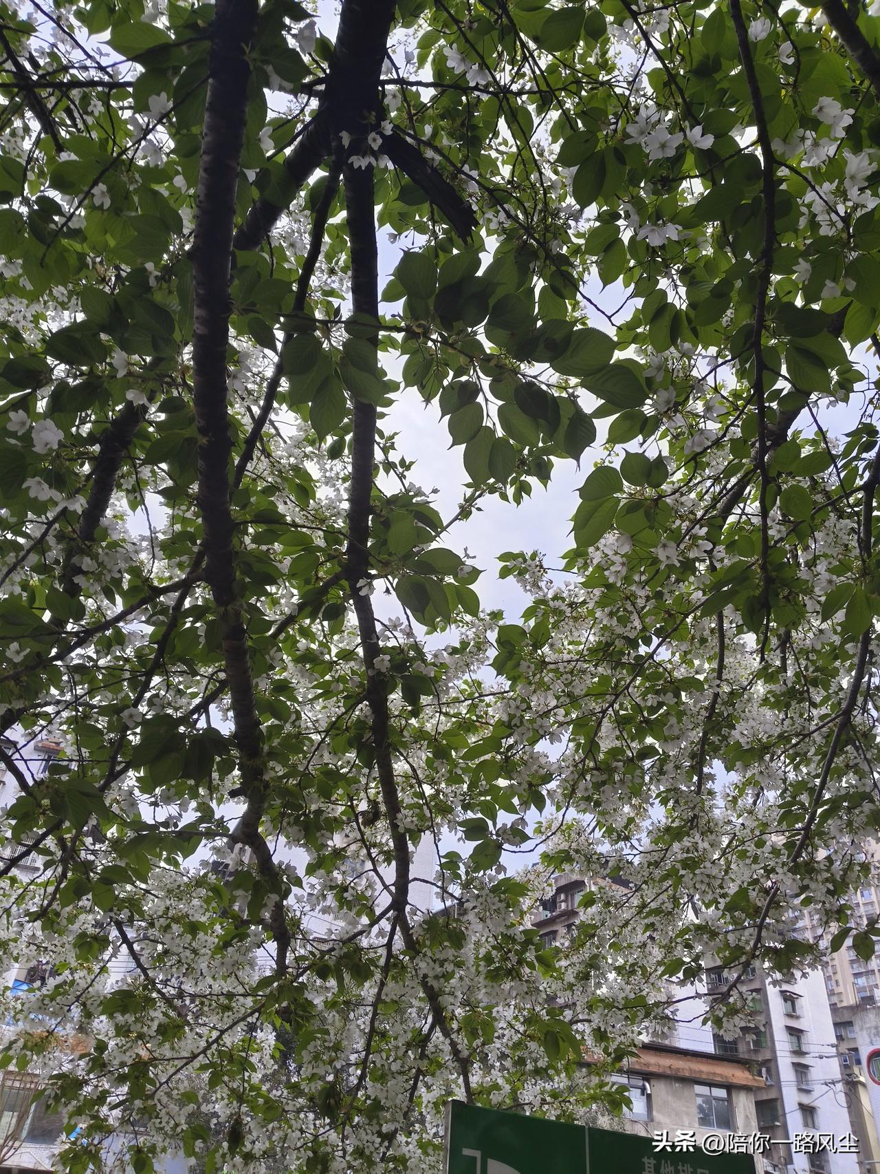 分享一张最近随手拍的照片帮我看看，白色的是不是李子花？公园里拍的，花苞满枝头，简