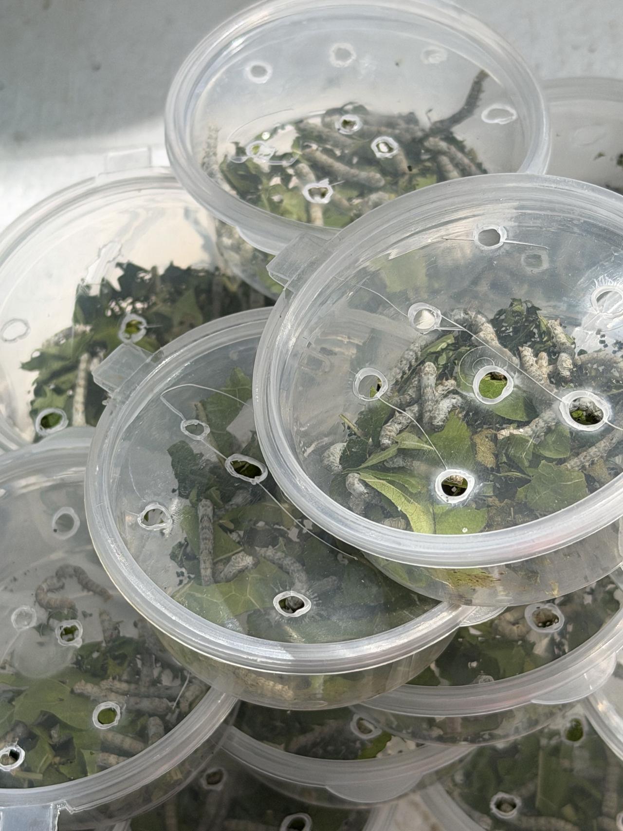 今天上午，我逛西安档子时，在西仓东巷，看到有卖蚕宝宝的，不由想起我小时，也养过蚕