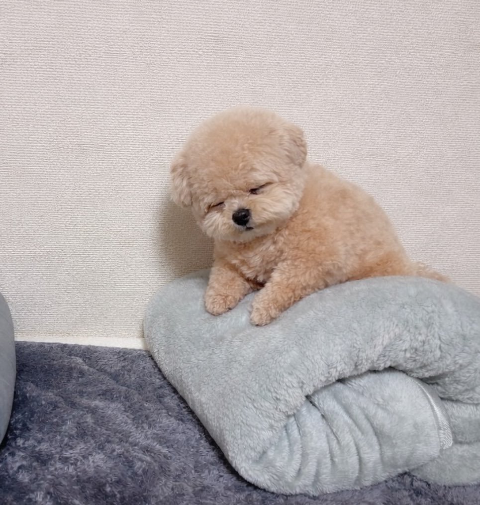 可可爱爱的瞌睡小狗又老又小的感觉是怎么回事