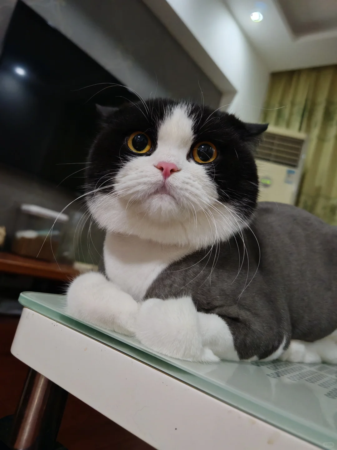 大家说算不算奶牛猫中绝绝子