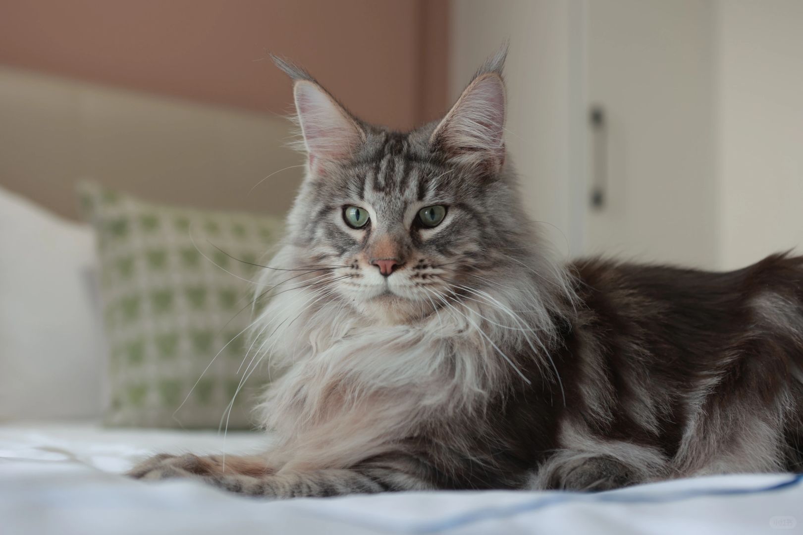 缅因｜爆毛缅因弟弟 蹲新家