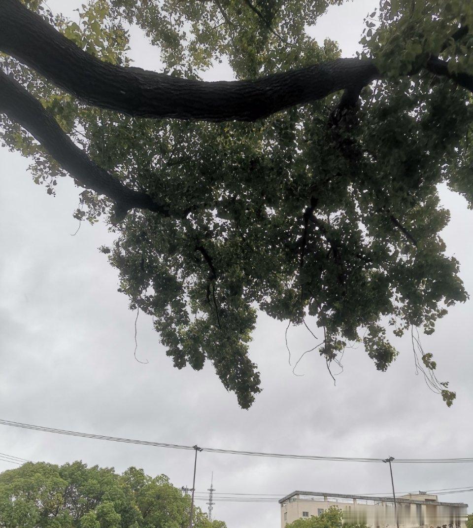 昨天下了一整天的大雨，今天终于停了，明显感觉今天凉快起来了。 