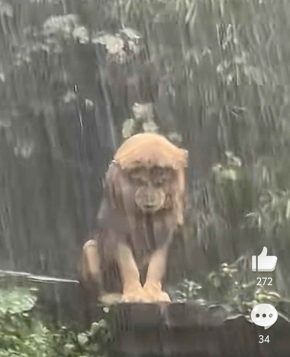 长隆动物园狮子被雨淋成齐刘海失恋的狮子在雨中独自emo 