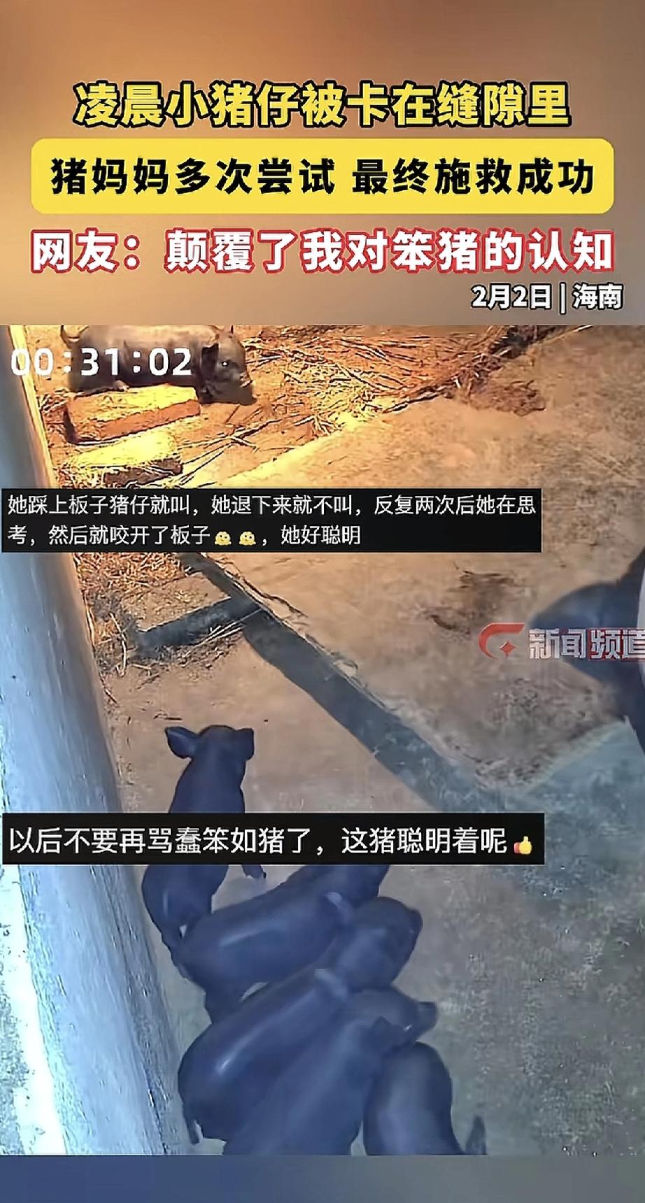 凌晨的猪圈里，一头小猪仔不小心卡在了缝隙里，急得嗷嗷叫。

这时，猪妈妈跑了过来