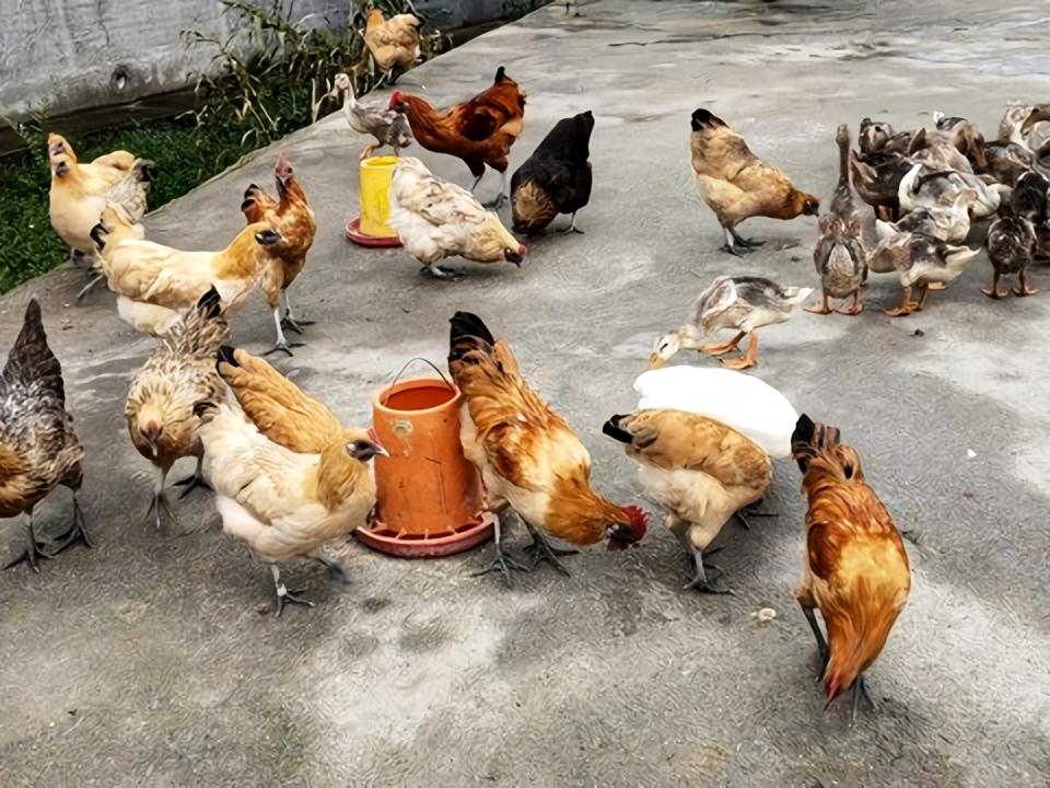 食品安全无小事！凤凰县两起用工业松香给鸡鸭脱毛案宣判了。2020年下半年至202