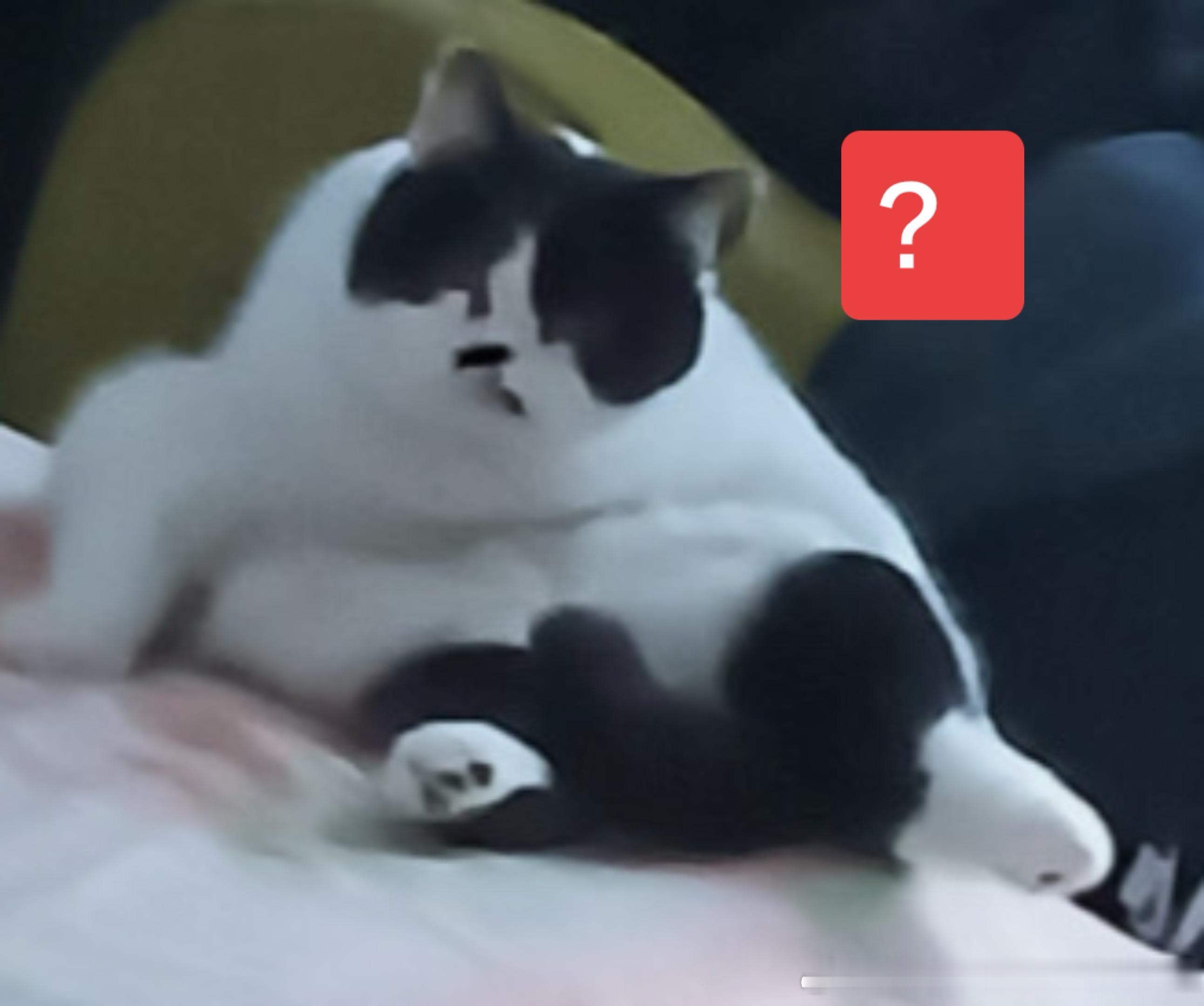 49689【丑猫】八字胡 