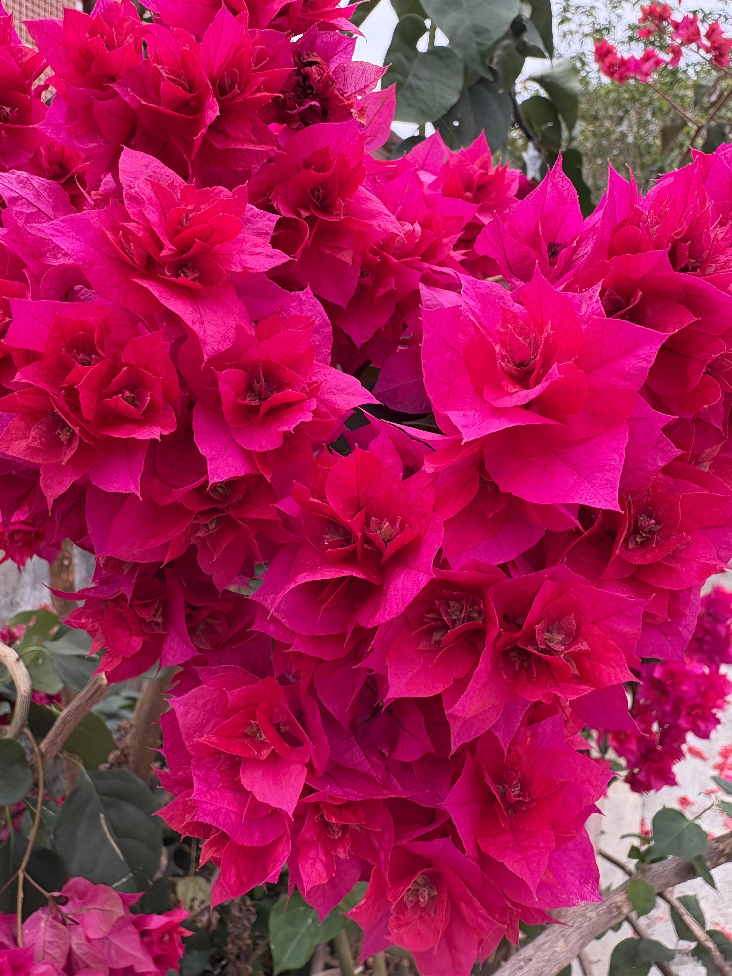 花開富貴 2026农历新年第一天