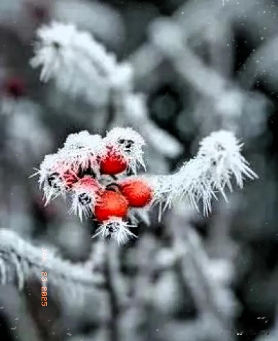 雪飘梅红冬色浓。