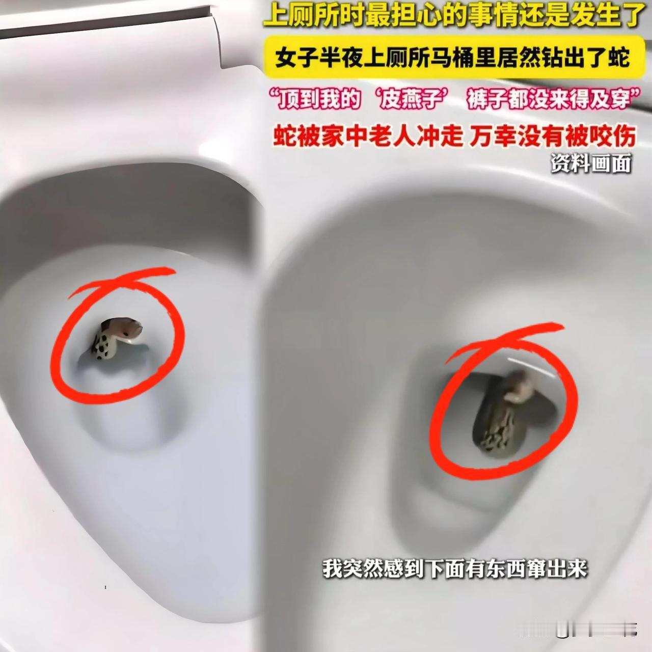 惊悚！！！

马桶里面突然冒出个什么东西

吓死个人啦

江苏周女士马桶遇蛇事件