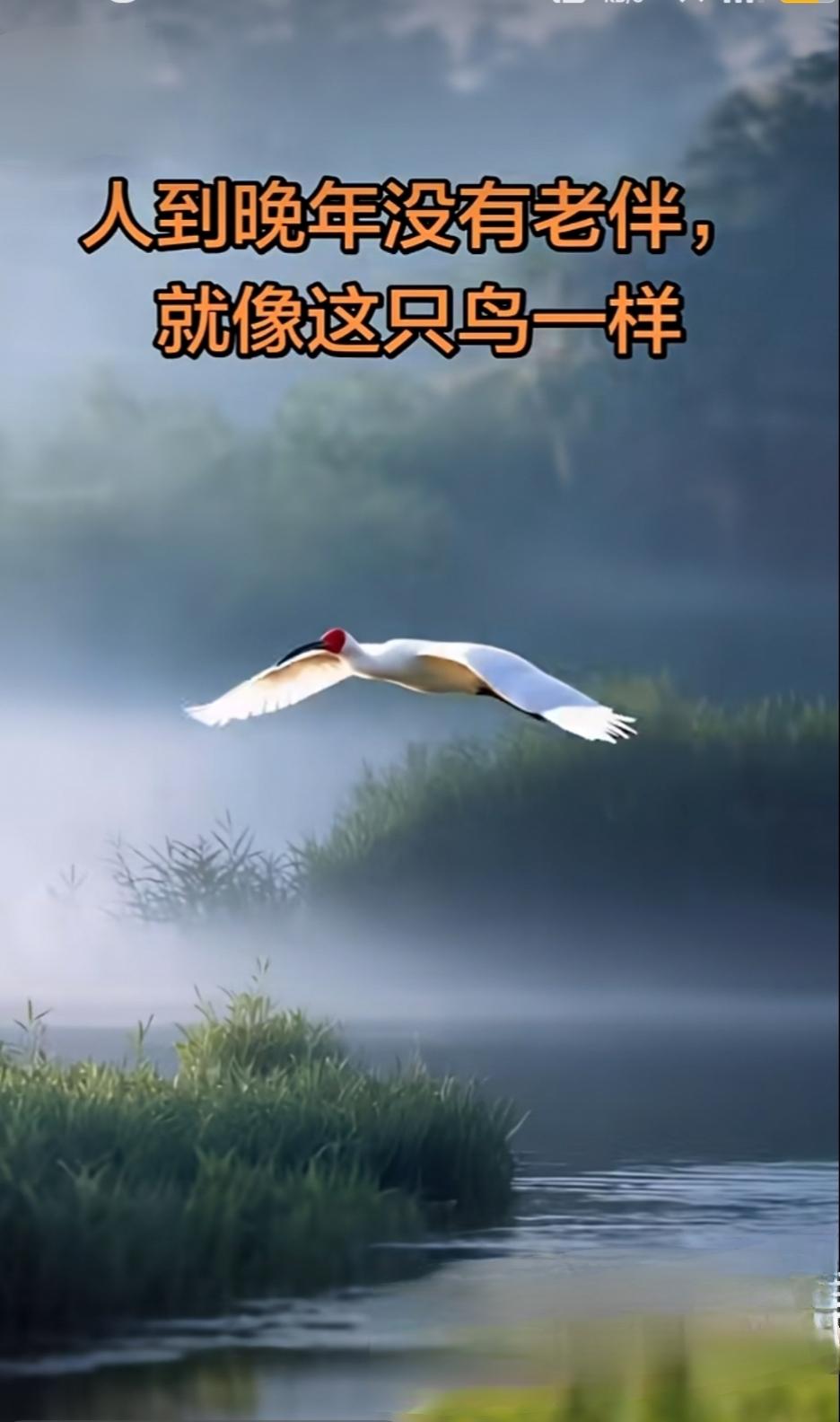 归途

昨夜又梦见你。

梦里你站在老屋门口，穿着那件洗得发白的蓝布衫，朝我笑。