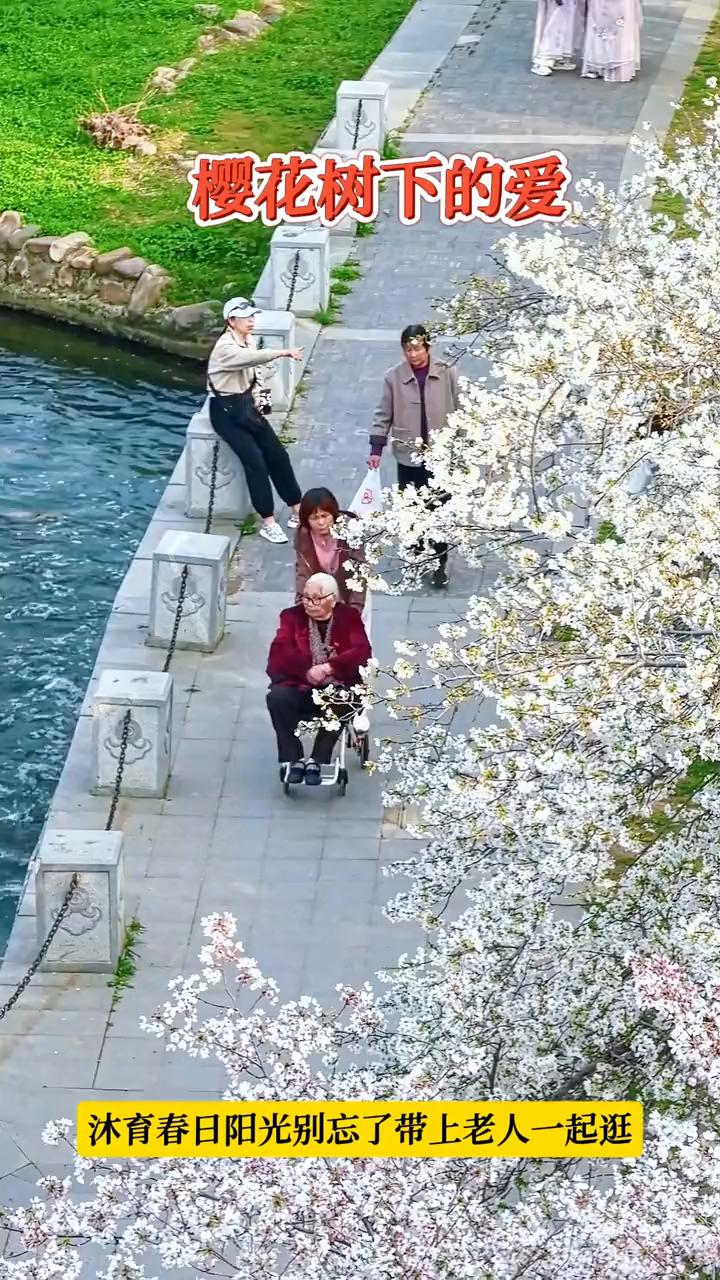 樱花树下的爱。
沐育春日阳光，别忘了带上老人一起逛。