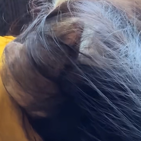 小猫的人瘾又犯了 咪：猜猜窝在哪！！！！ 