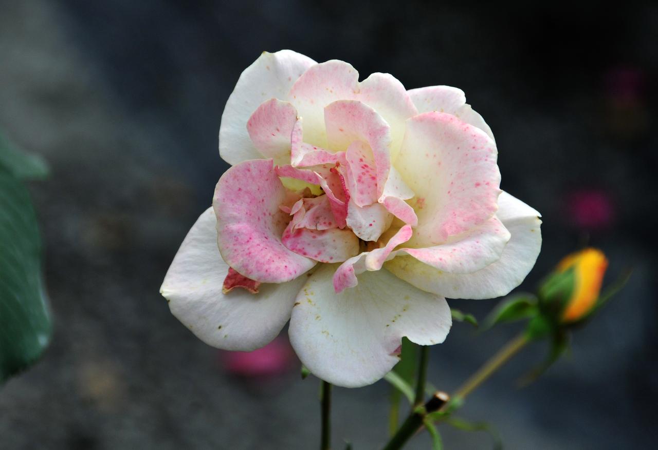 漫花庄园的欧洲玫瑰，赏花送吉祥！
成都老年人协会摄影专委会
图文原创 陈培州
组