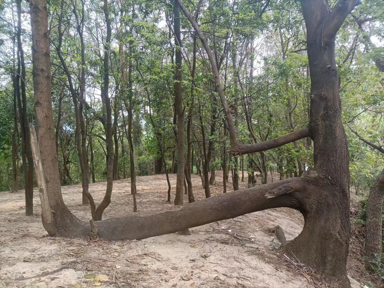本是同根生，却各有天地
同脉而生，却在风雨中长成不同的姿态；
生命的分岔，是岁月