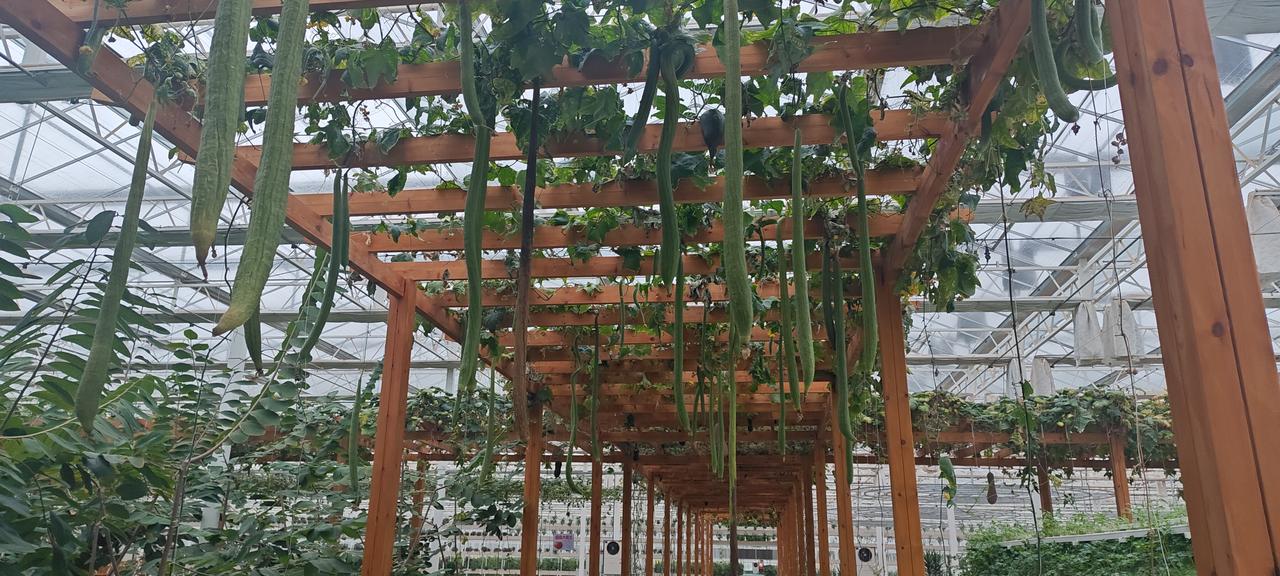 《孝昌九丰智慧农业项目考察有感》——银棚列阵接云平，枝蔓悬珠照眼明。疑是仙家遗玉