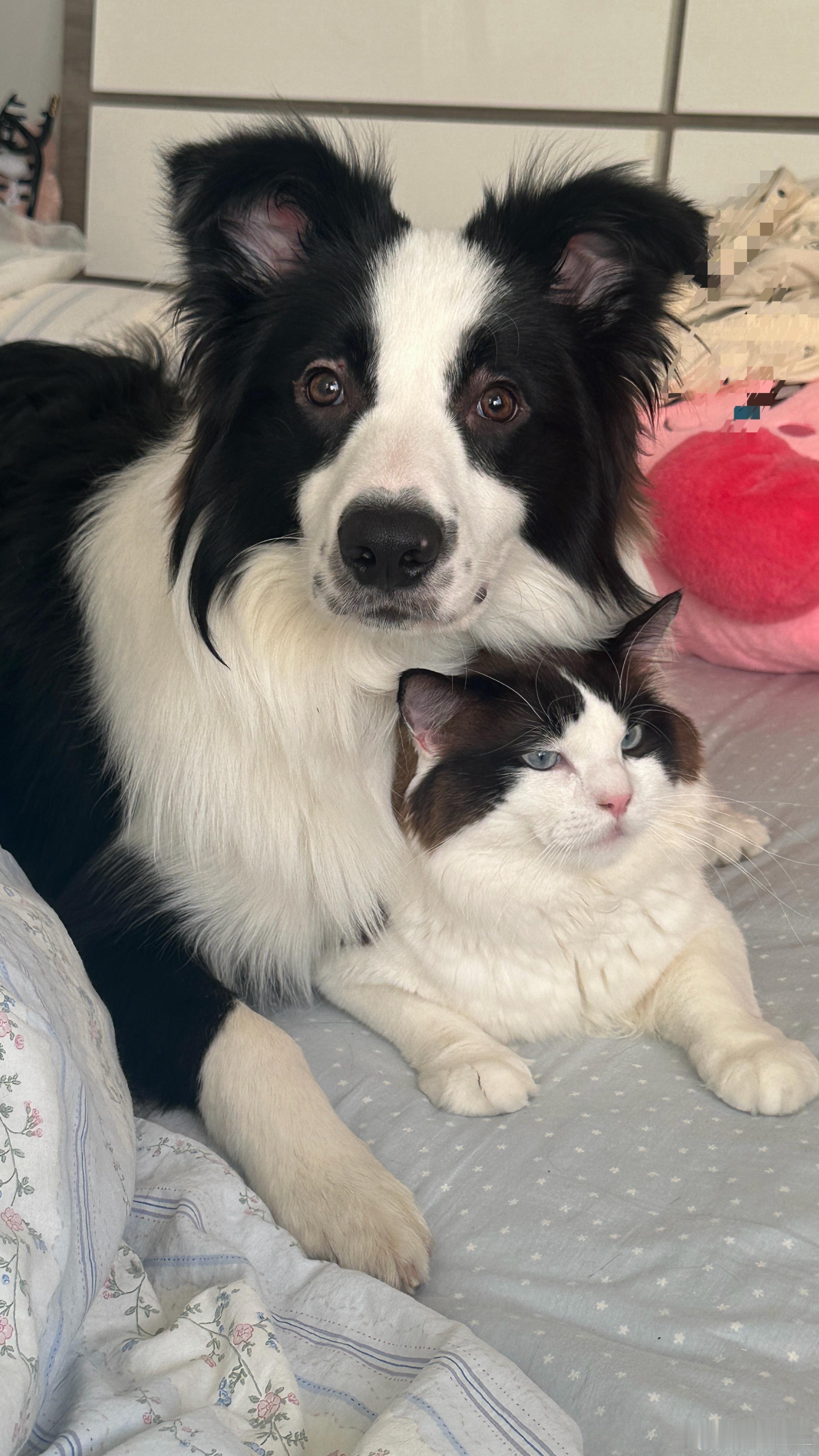 边牧把猫猫当成了枕头，不得不拿出这张照片了，原来全天下的狗狗都一样
