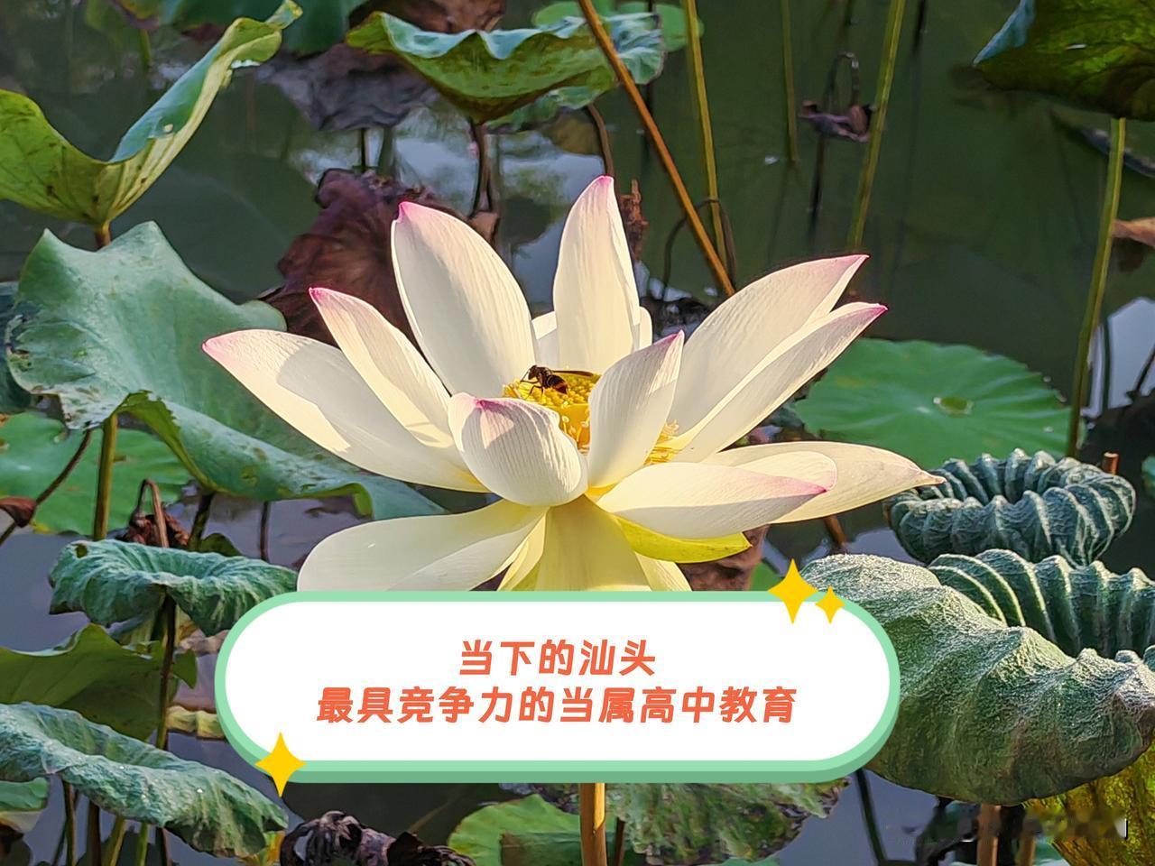 当下，汕头在广东省内拿的出手或最具竞争力的或许就是高中教育了。原因如下：其一，汕