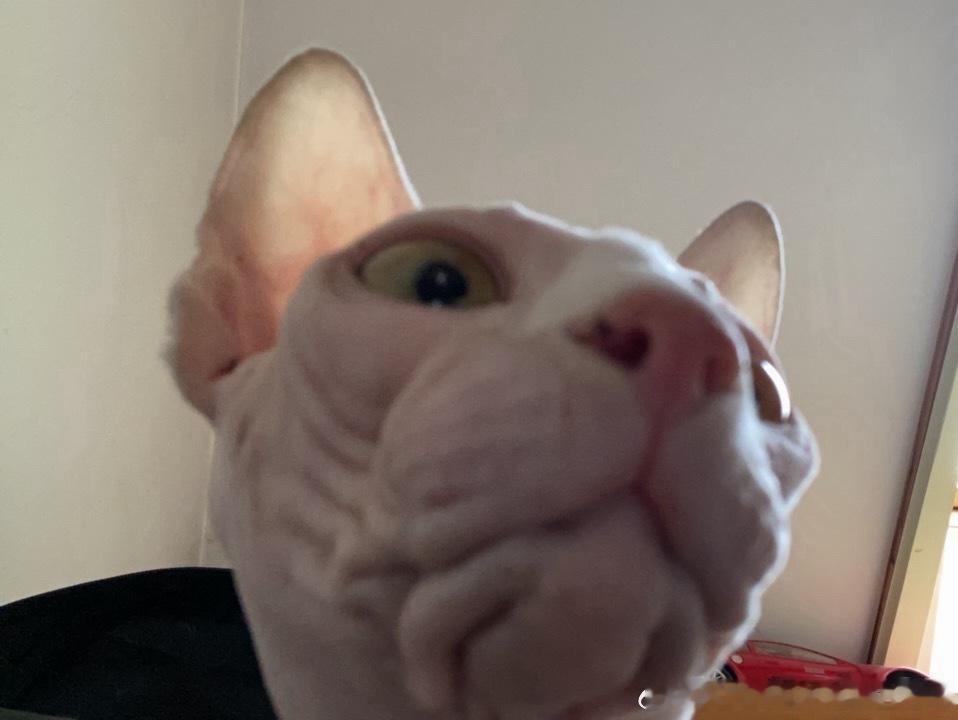 49867【丑猫】鸭头在干嘛 蜀黍好想你（咪回喵星了 人也很想咪） 