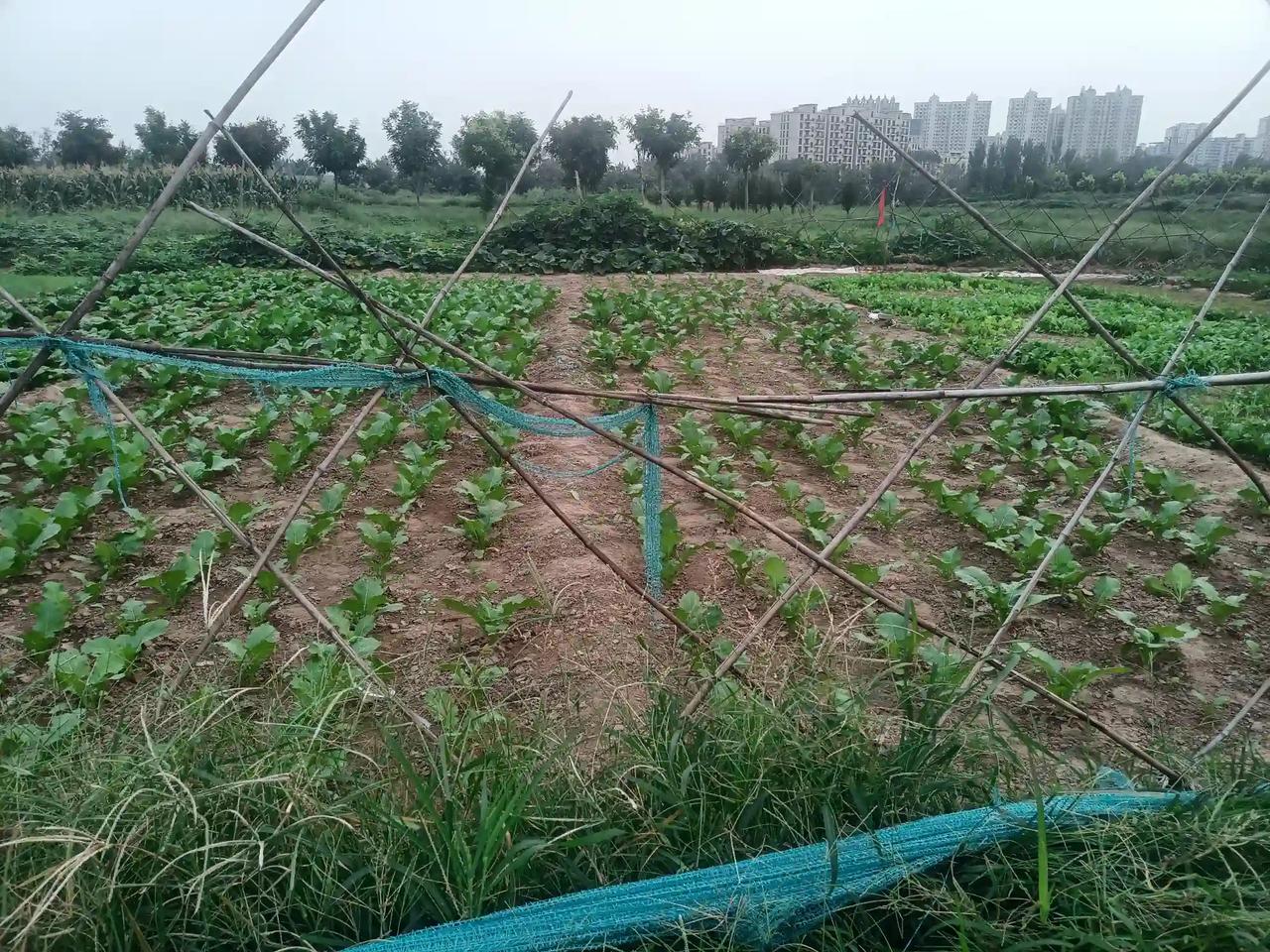 我们这里种的小白菜，横看竖看都成趟！土地平整，土壤疏松，土地平旷！
提现了毛主席