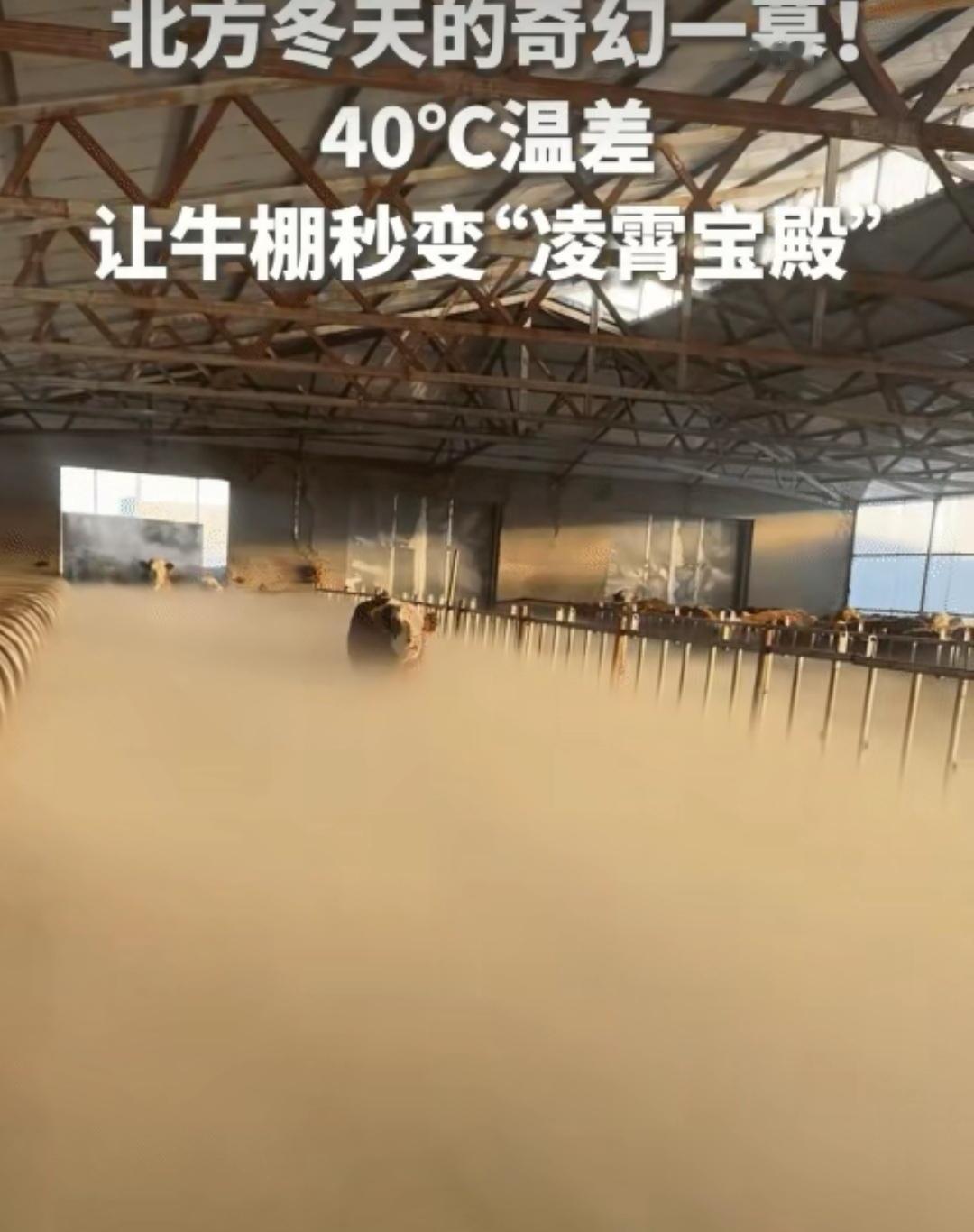 谁能想到，内蒙古锡林郭勒的一个普通牛棚，竟成了《西游记》同款仙境？

女子清晨推